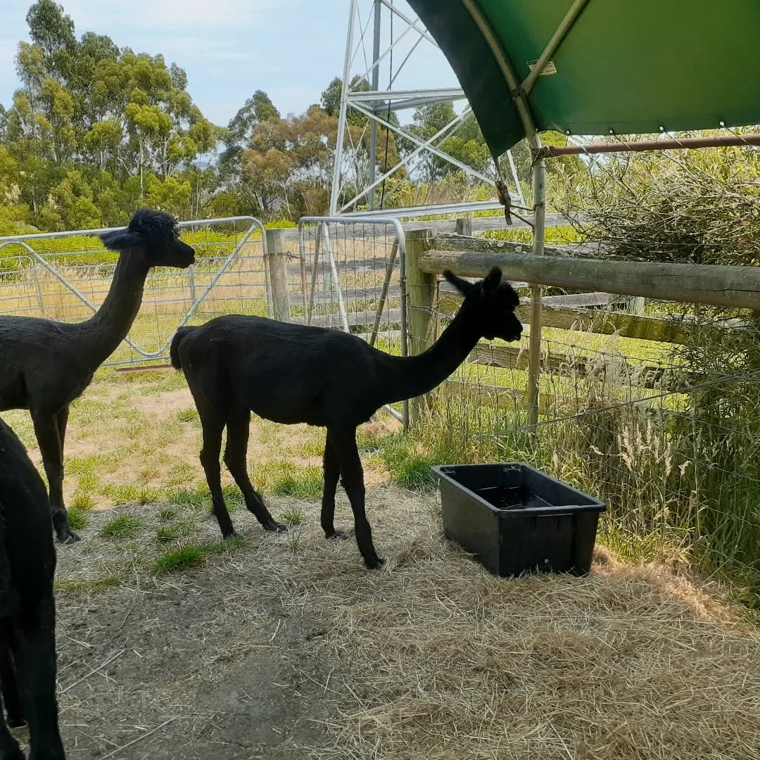 The alpacas understand orderly queuing behaviour.
Stand and wait patiently while a mate gets his drink then move forward in turn.
Some humans could learn this!

#patient 
#thewaitinggame 
#alpacasrule