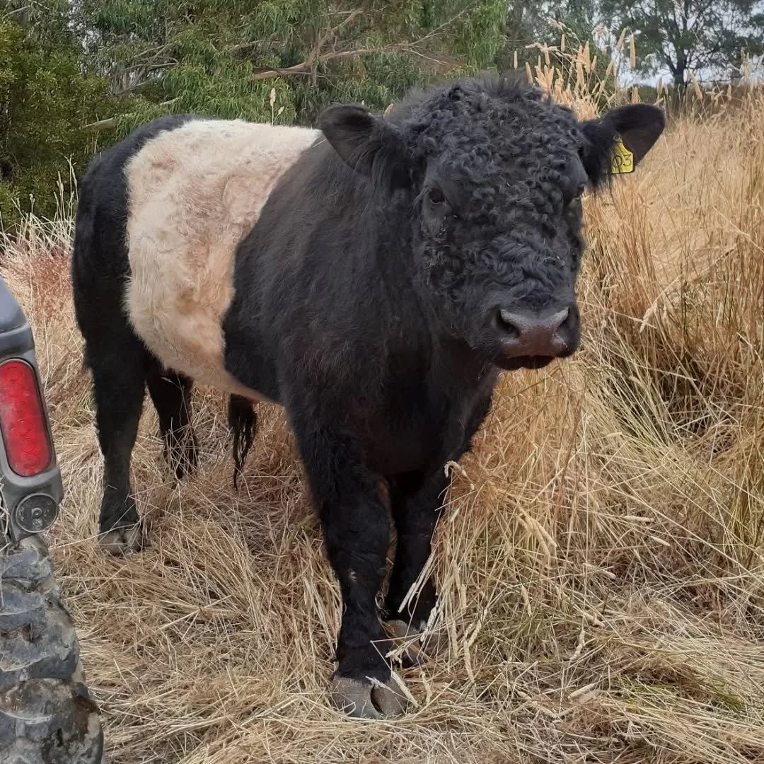 Meet Kruze.....such a gentle boy. Kruze by name and and totally laid back by nature. Loves his work and has passed on his temperament to his calves.
Always comes to say good morning and particularly loves to be scratched and brushed.

#naturesgentlem