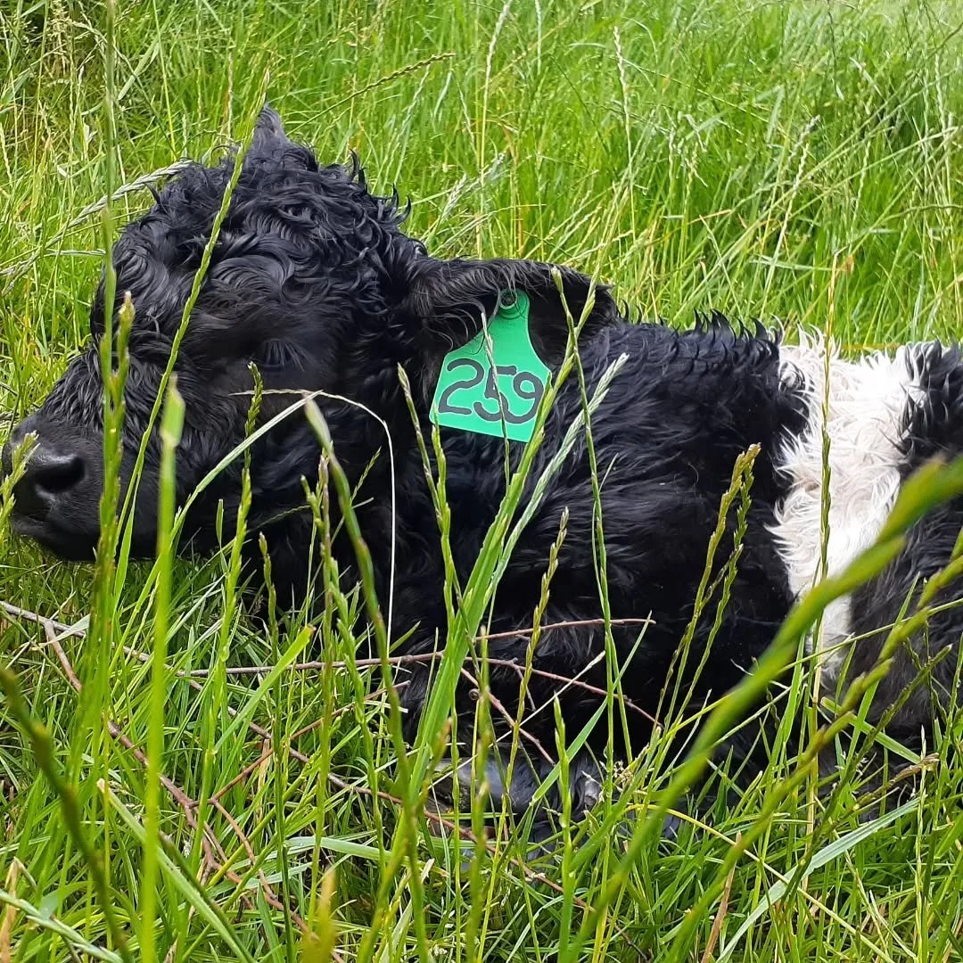 Every life is precious whatever the colour, stripe or team chosen. Every one deserves to live in peace.

#liveinpeace
#standuptohate 
#togetherisbetter