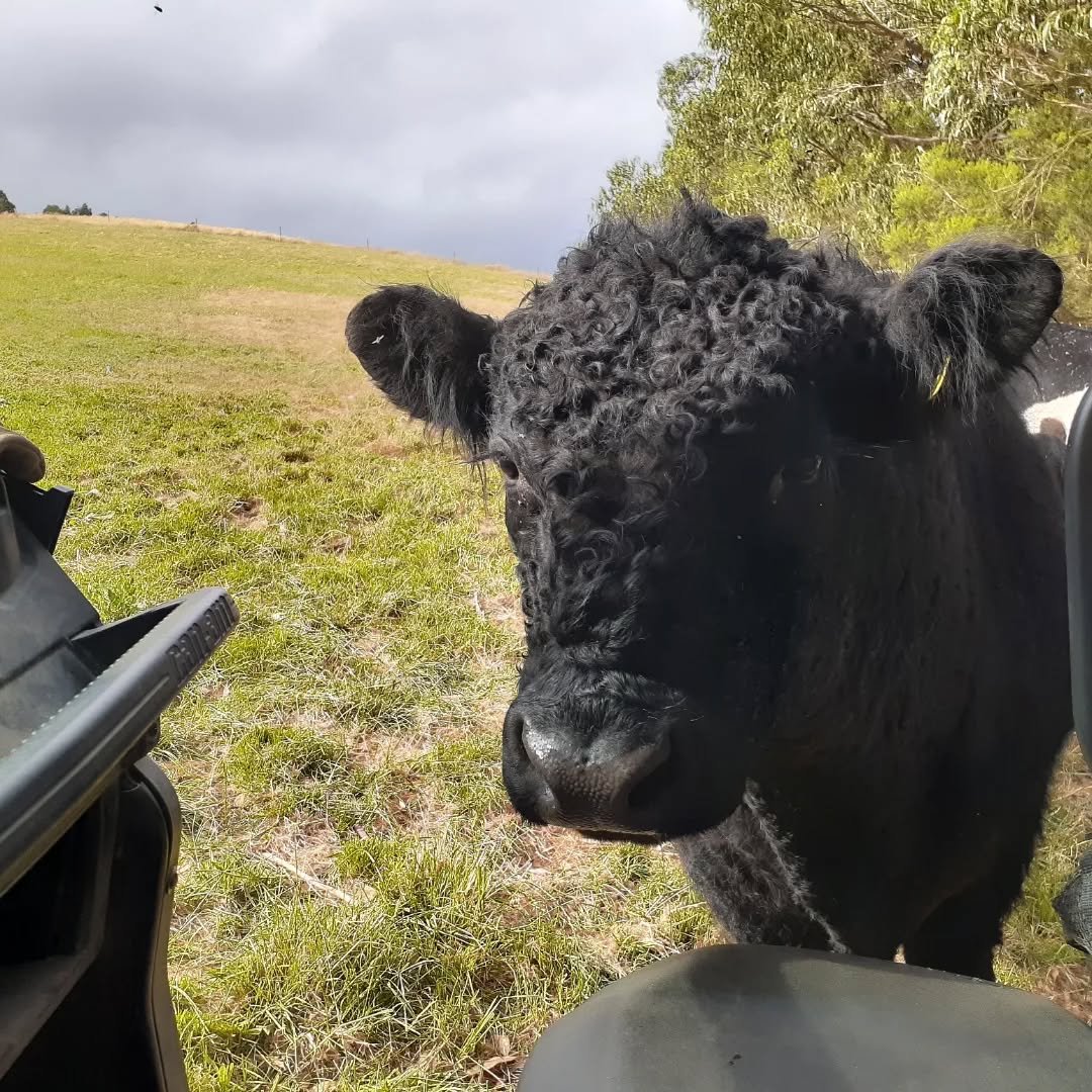 Niles looking impressed to hear that 2026 is the Year of the Woman Farmer.
He would be less happy if the silage did not appear when he wants it.