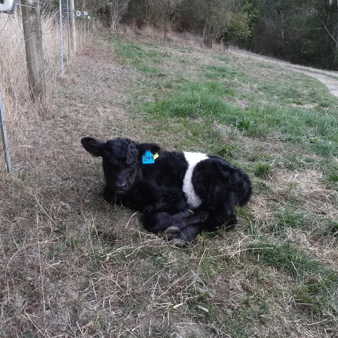 Look at him now.....just 10 months and a LOT of grass only and here he is. Always ready to be patted  and keen to be seen

#beltiesteer 
#growingup 
#lovinglife