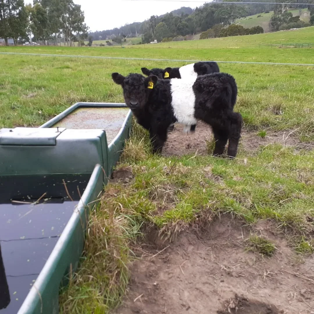 These two!!

#belties 
#alwaystogether❤️ 
#besties