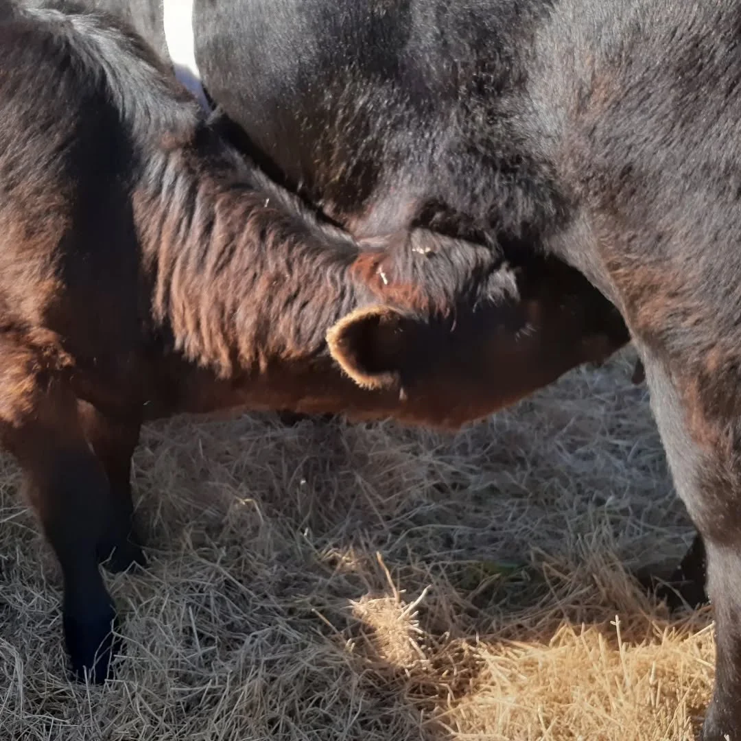 That milky face look....so cute!
Downside is that the pesky flies love it too on these hot summer days.

#milkmoustache 
#beltedgalloways 
#beltiecalf