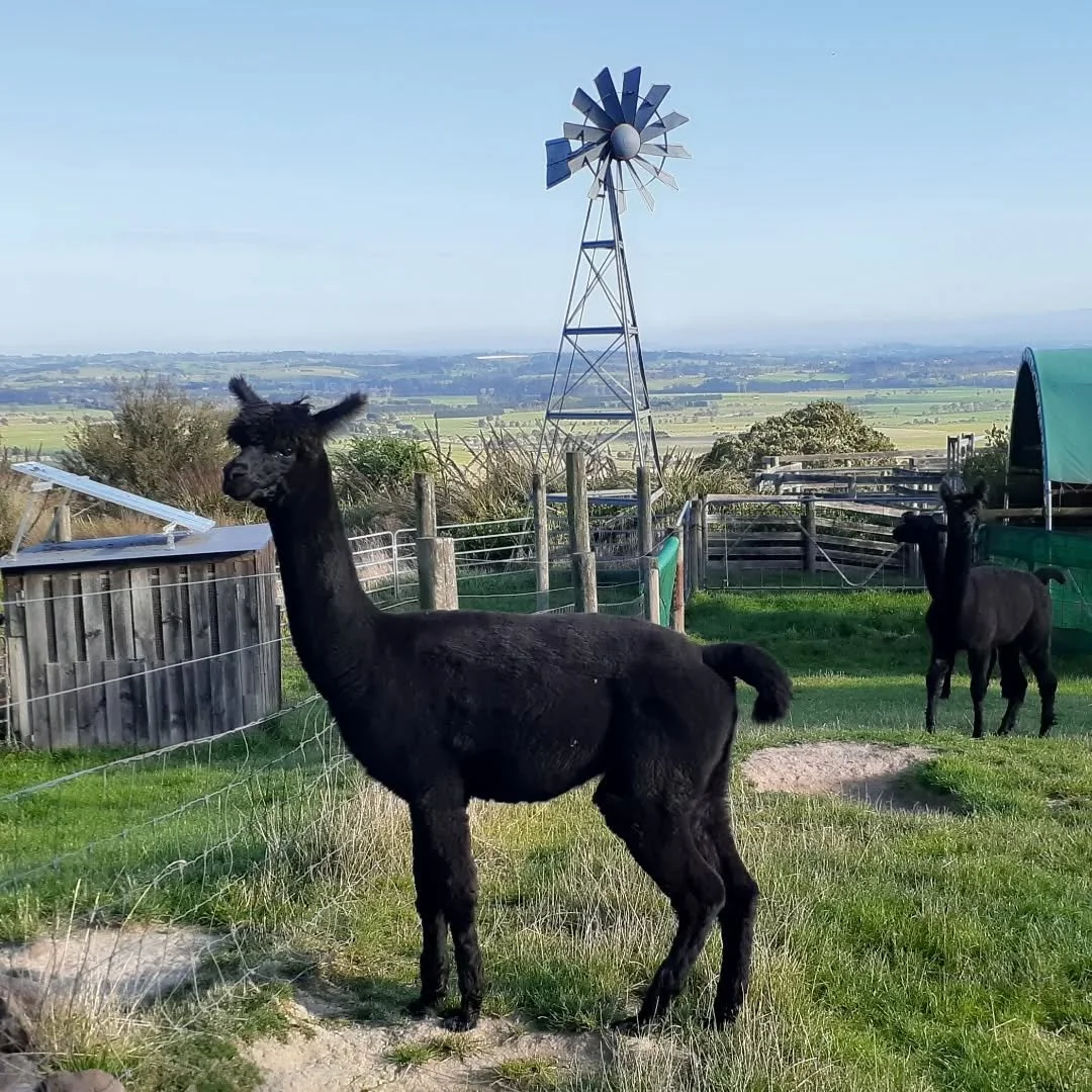 Arlo practising his superstar poses on a beautiful autumn morning.

#blackalpaca

#gentleboy

#lookinggorgeous