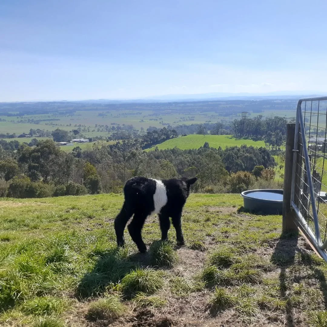 Just 6 hours old and already facing the world!

#beltedgalloway 
#babyboy
#newborn
#bigfuture