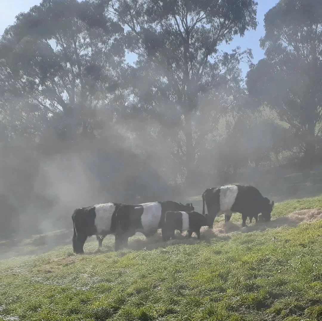 Belties in the mist! They just chew on through the hay.
Never fazed - Gippsland weather doesn't even come close to Scotland's.