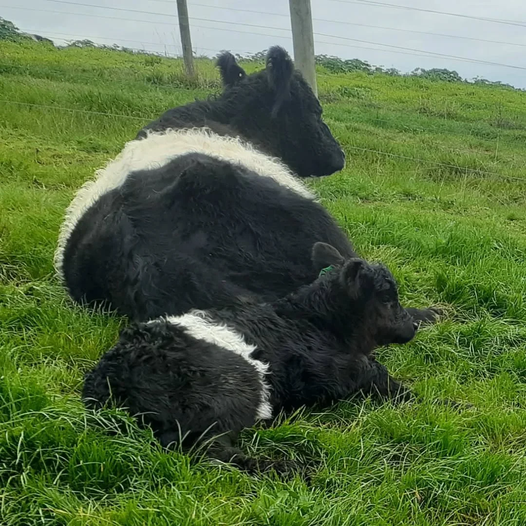 On a cool breezy day, this calf was more than happy to make use of his obliging mum as a windbreak.

#beltedgalloway 
#smart 
#thinking 
#lovingmum