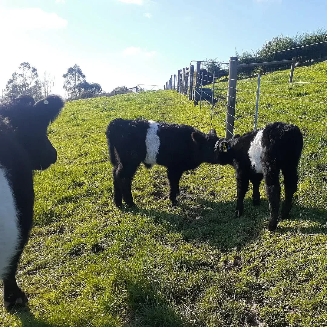 265 was pretty keen to engage newborn 266 in a game but she was not sure on day one, and neither was Mum. By tomorrow no doubt the little ones will be zooming around the paddock.

#waitingforafriend 
#gameon
#babybelties
