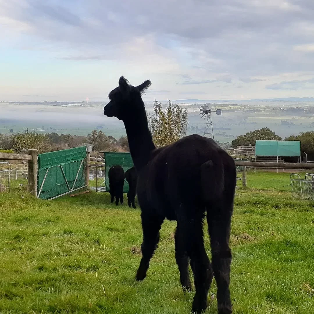 Hmm.....long weekend done and dusted! 
Now, what to do today?????

#blackalpaca 
#dailyroutine 
#timeonmyhands