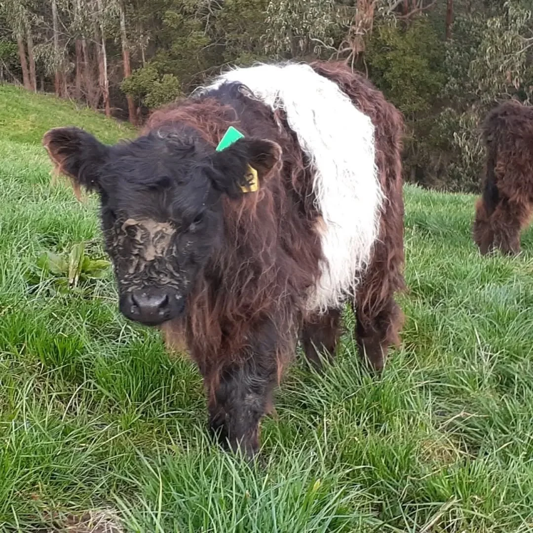 Everyone has days when they just aren't looking their best. 
No judgement, just a fact. After all, it's what's inside that matters!

#beltedgalloway 
#notlookingmybest 
#warmheart
#gentletemperament
