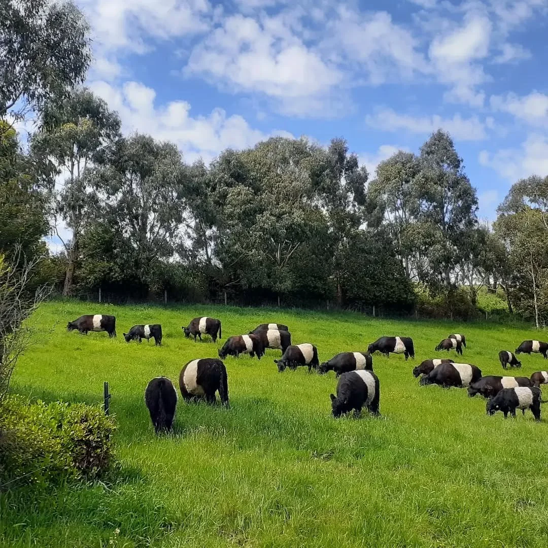 Spring started with a bang at Clifden today.
Weather forecast for the coming week seems to be less than impressive. That's life on the farm!