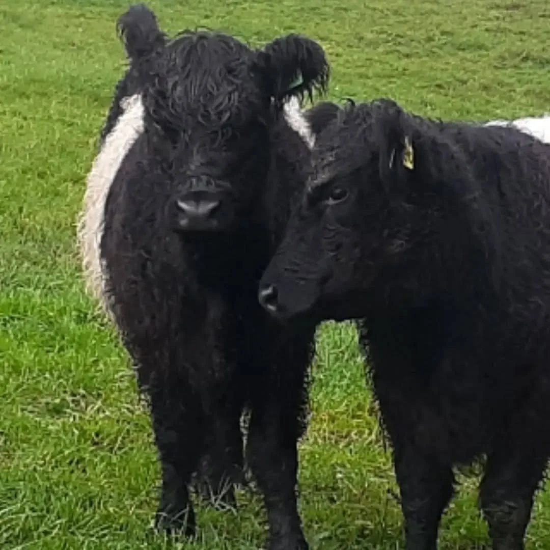 Besties since day one - sharing food, fun and secrets. Or plotting an uprising against management????
