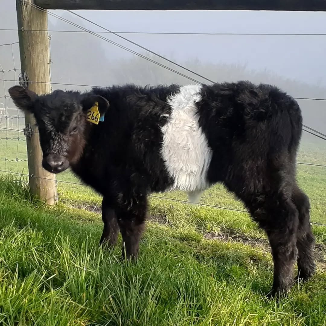 3 weeks old and 266 (aka June) is a real pocket rocket. Hard to find her still enough to capture a photo. She's a little girl with much to see and do. 

#beltiecalf 
#borntorun 
#pocketrocket