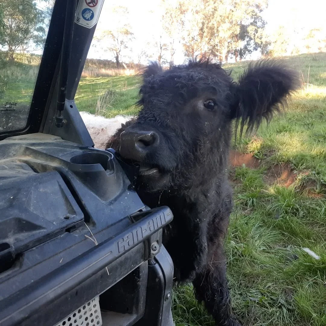 A certain Beltie (who will remain nameless) seems to really love the farm ATV.  Always gentle but keen to give it a good licking each and every day.