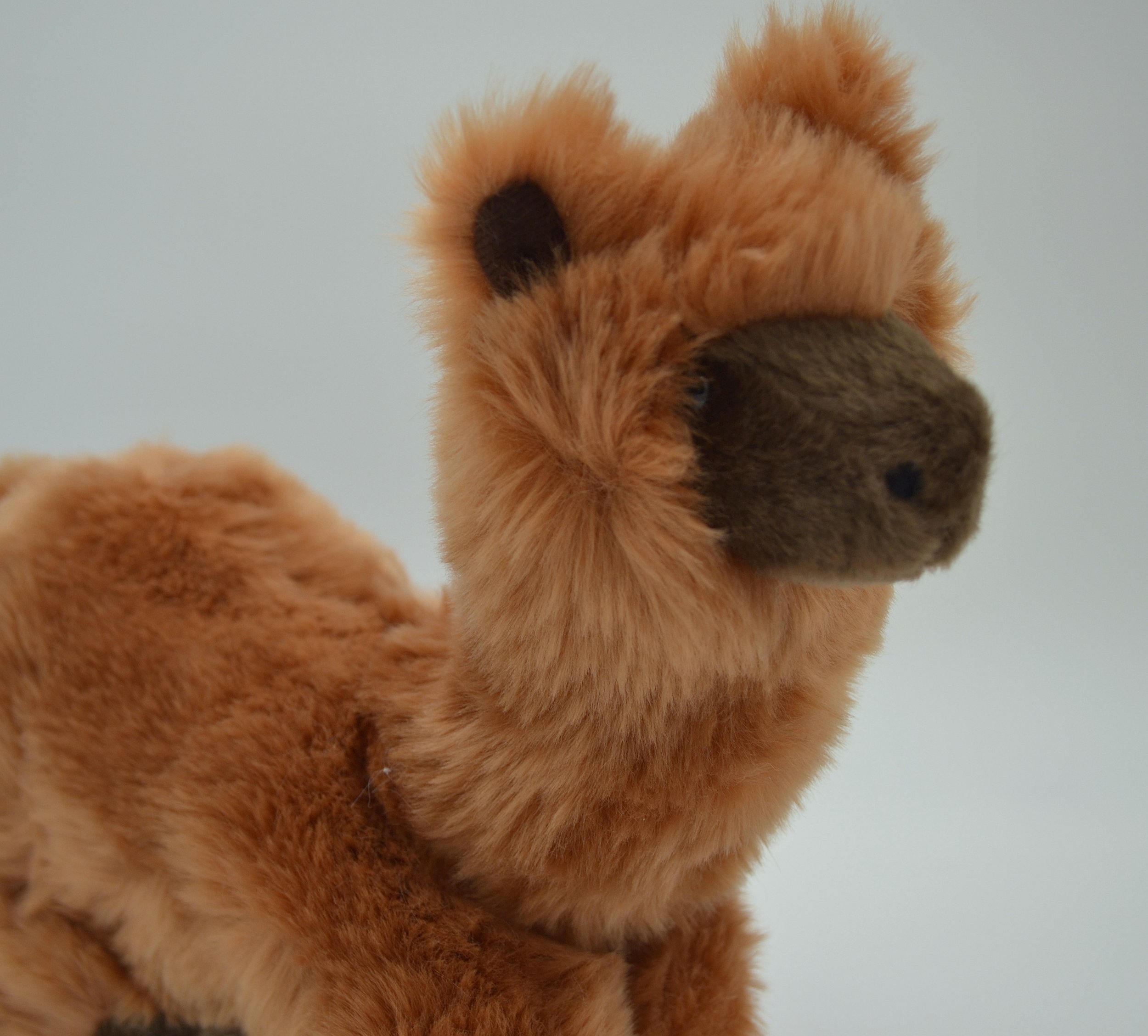 Alcapone Alpaca close up.JPG