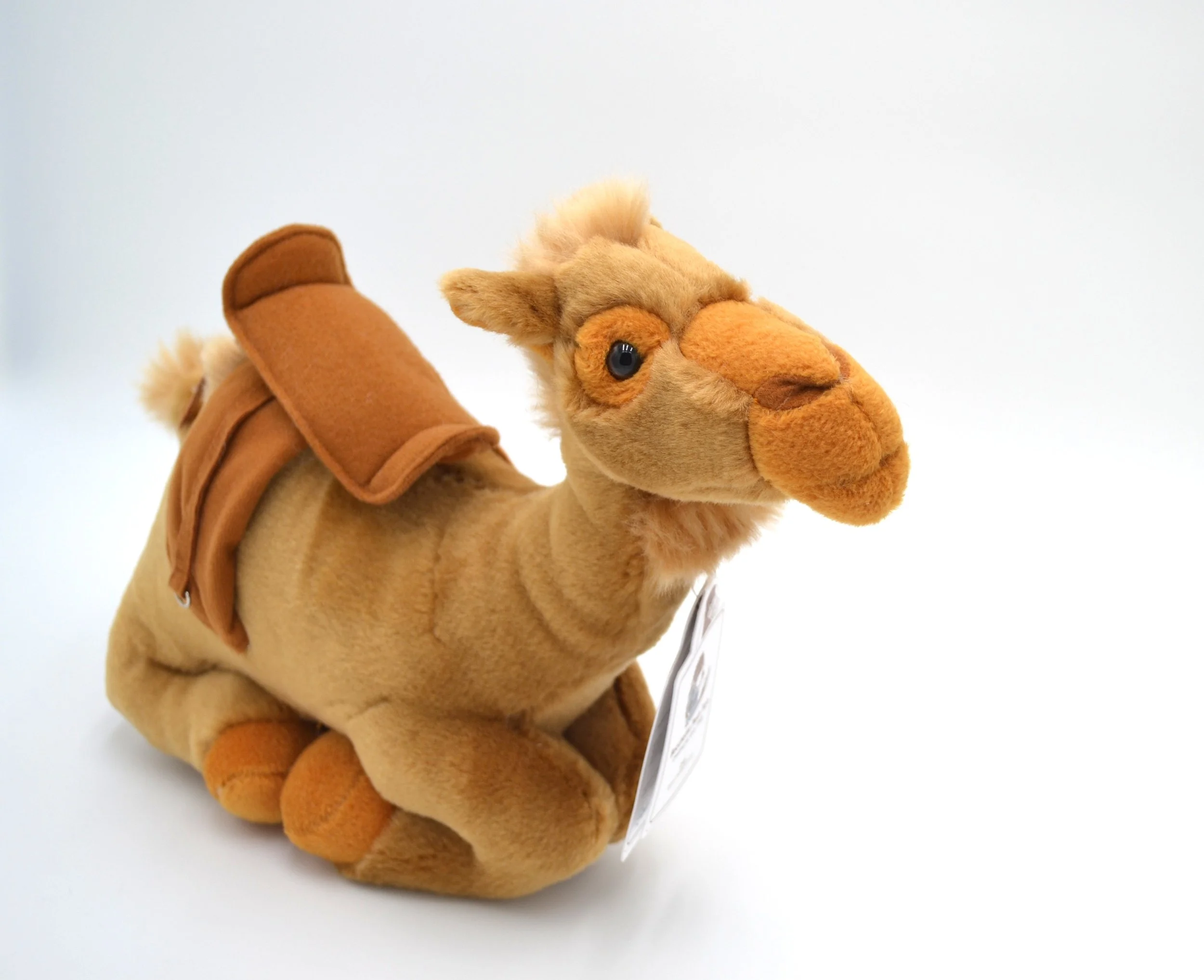 Kimba the Camel.JPG