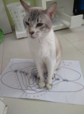  Comecei a fazer estudos e o trabalho caminhou para os meus próprios gatos, que já morreram e costumavam deitar sobre meus trabalhos. 
