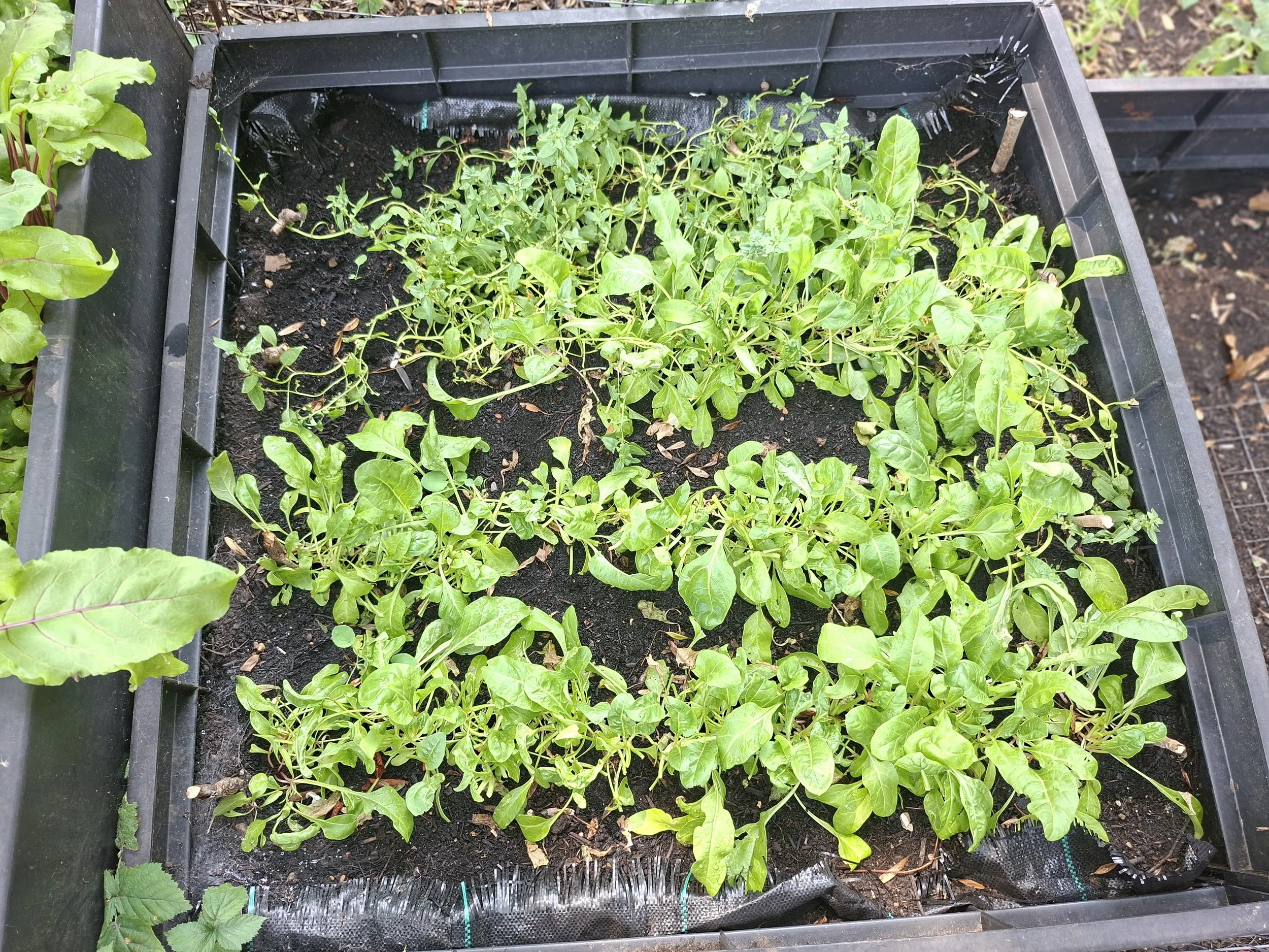 July - spinach