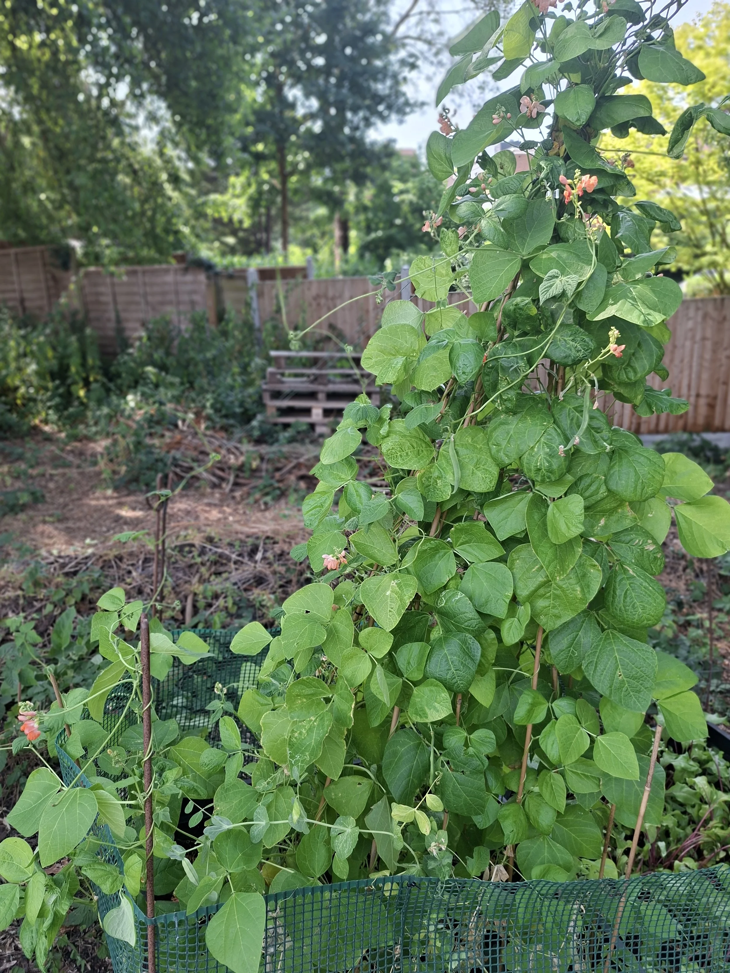 July - beans 02
