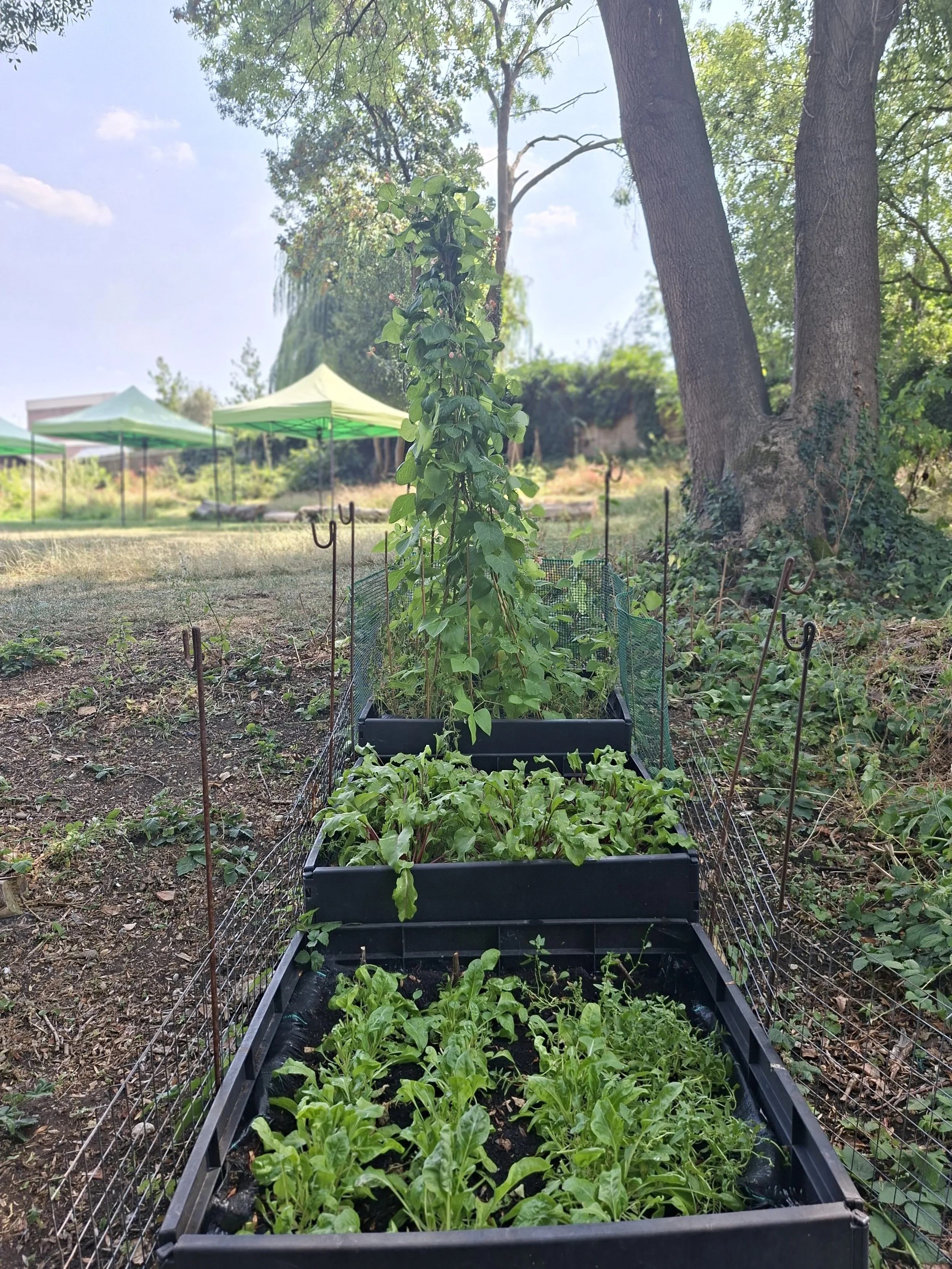 July - grow bed