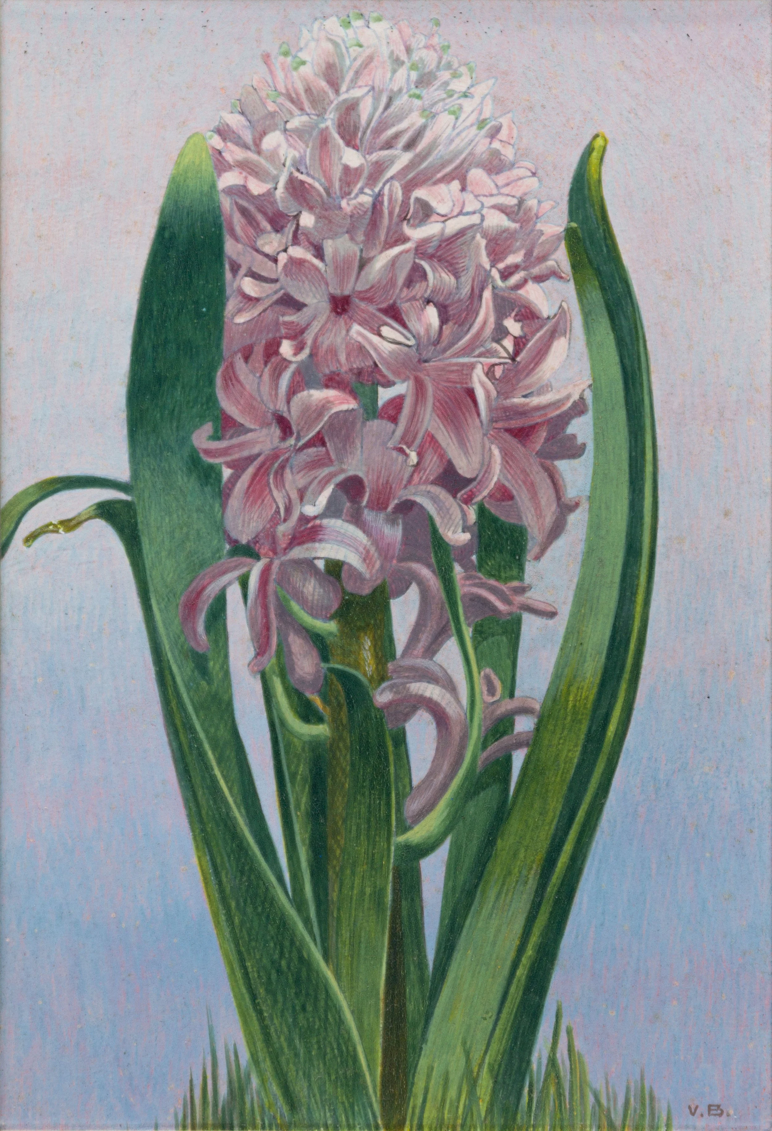 Painting of a pink hyacinth flower with green leaves and grass at the bottom.