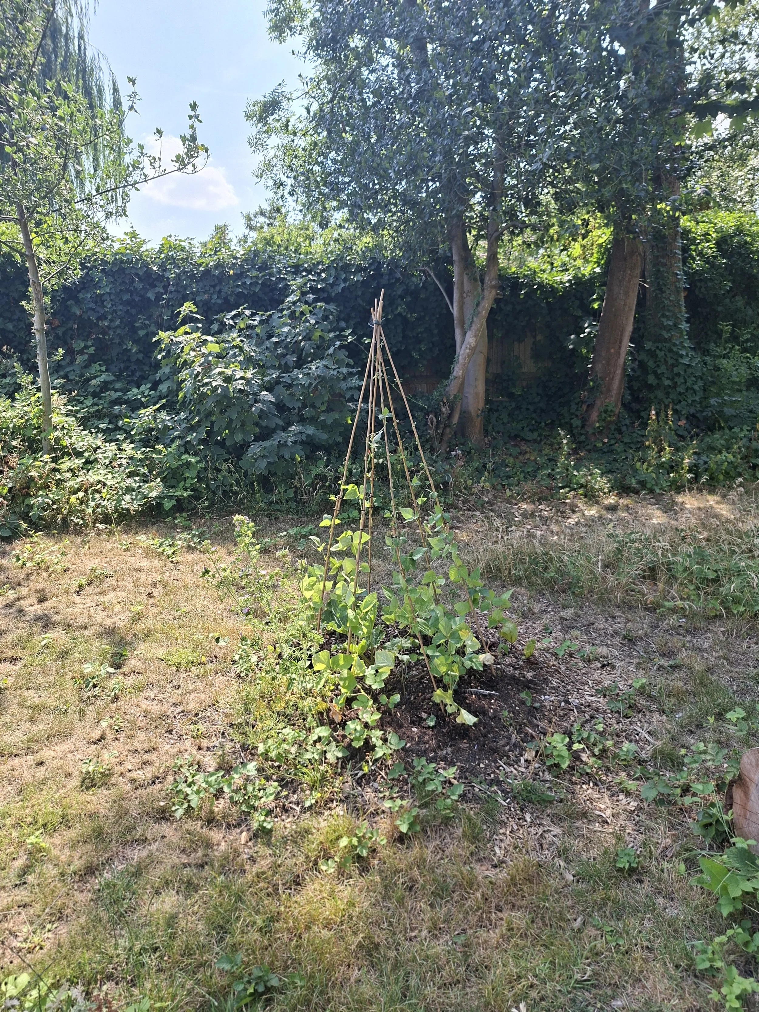 July - beans 01