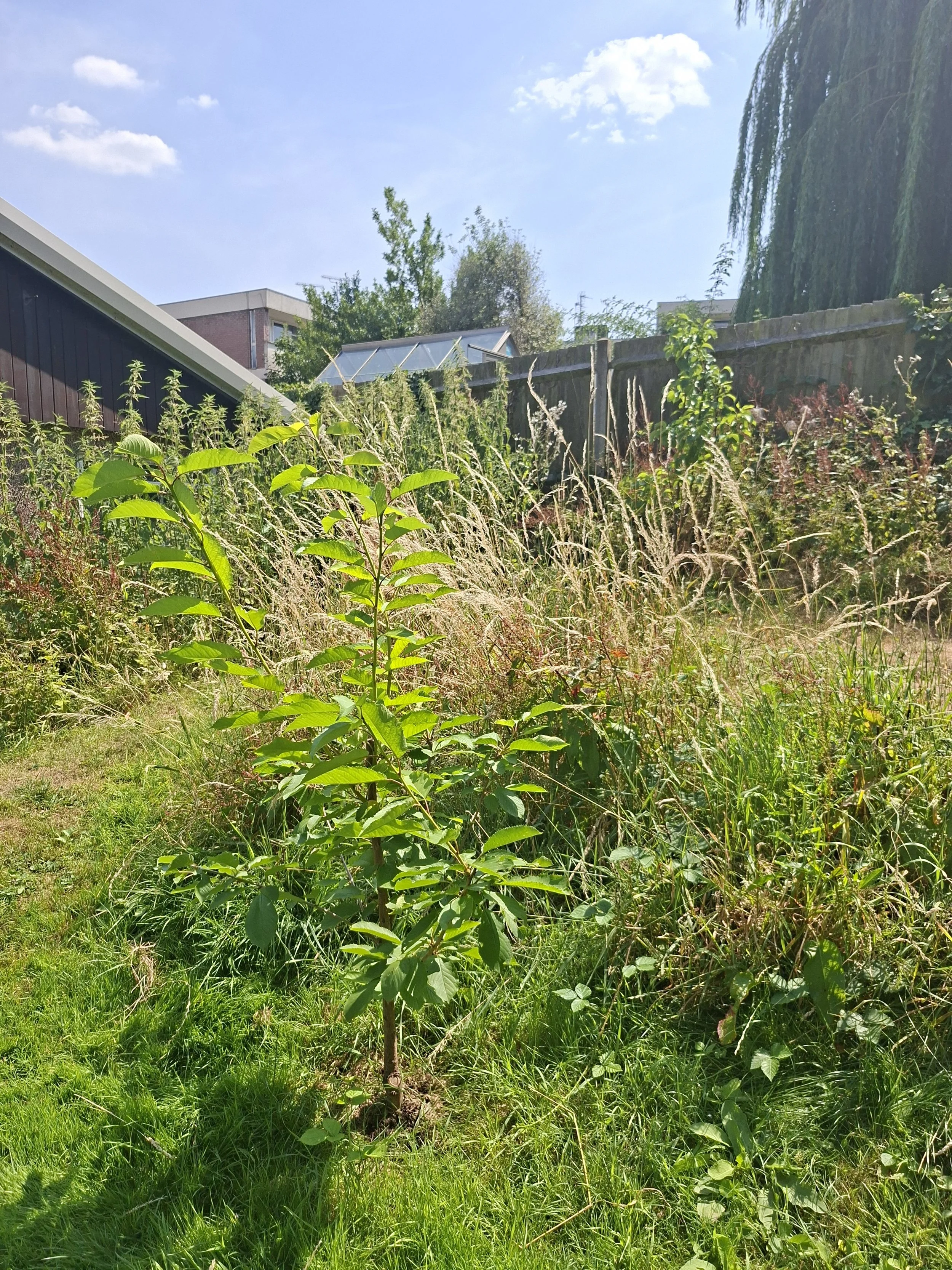 July - fruit trees