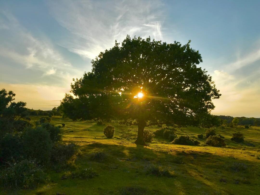 The Longest Day
#midsummer #england #nature