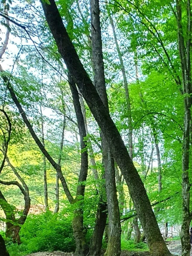 Arta Stărilor Interioare