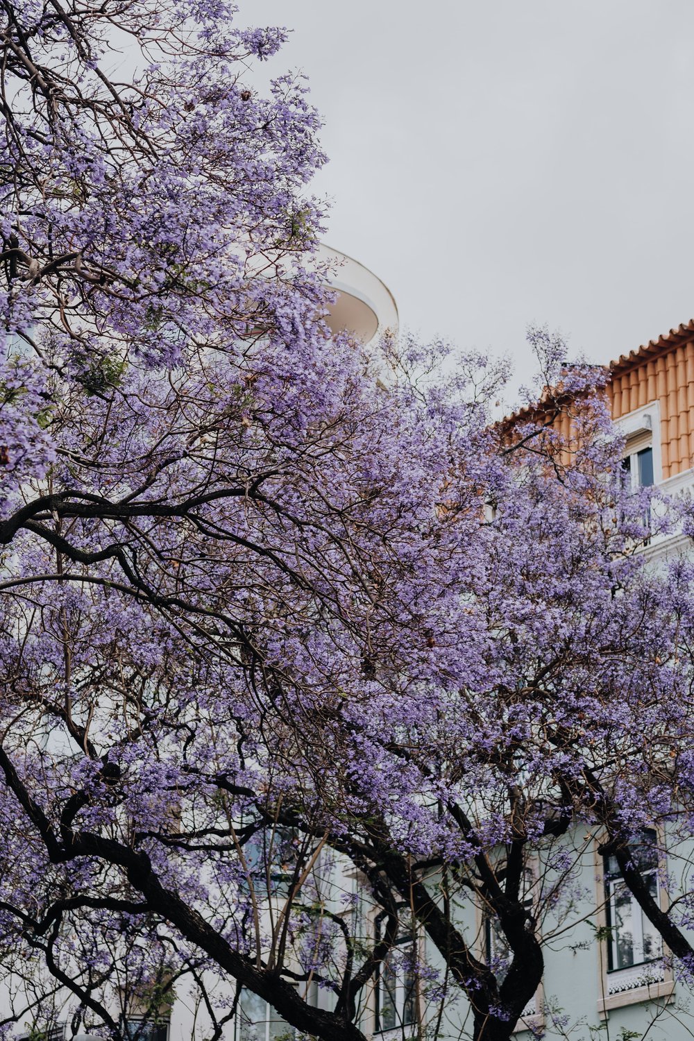 kaboompics_purple-jacaranda-trees-at-avenida-dom-carlos-i-lisbon-portugal-8505.jpg