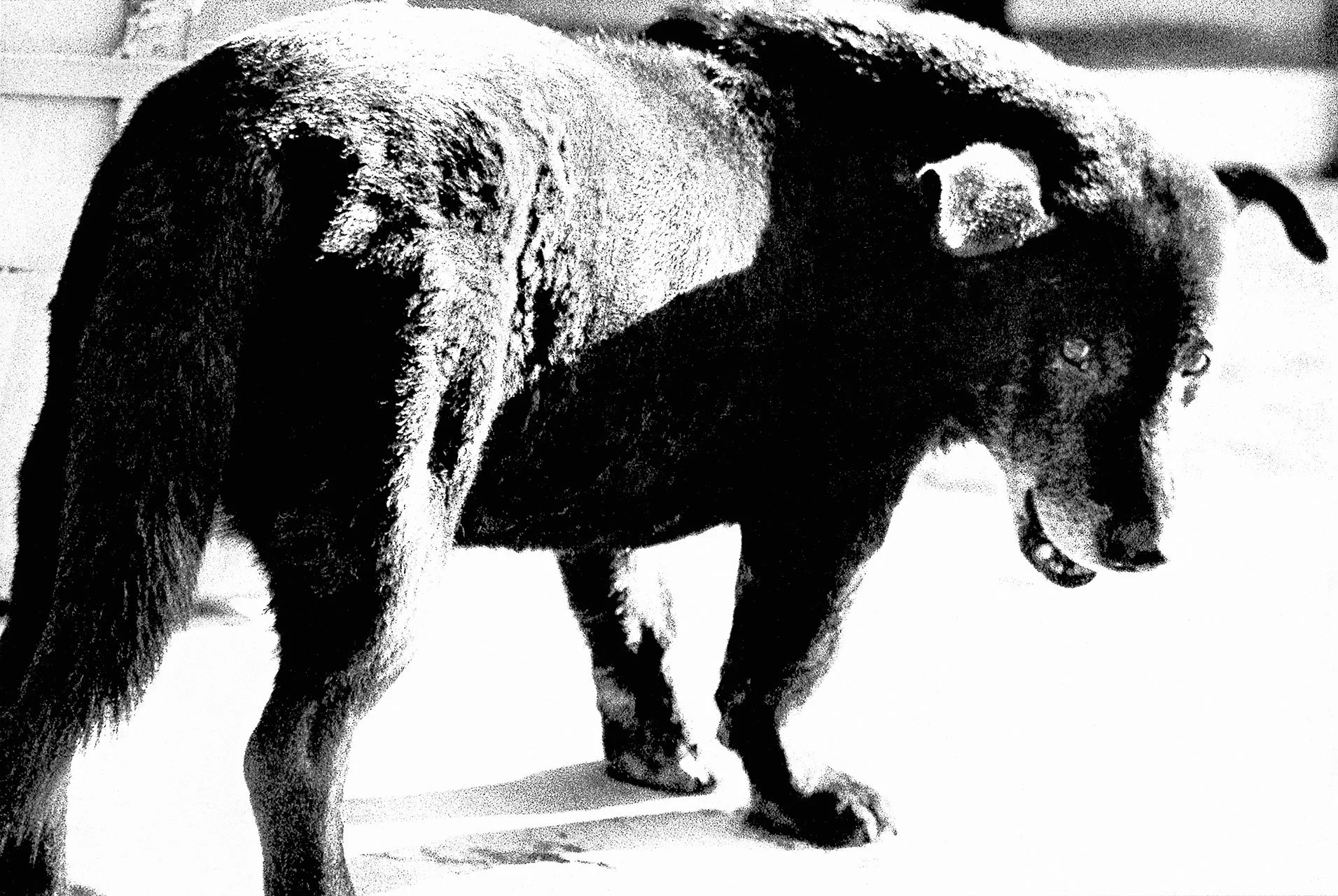 ⓦ 477 Daido Moriyama, der Fotograf, der nicht durch den Sucher blickt  🔜  📸 Daido Moriyama Foto Challenge ‼️