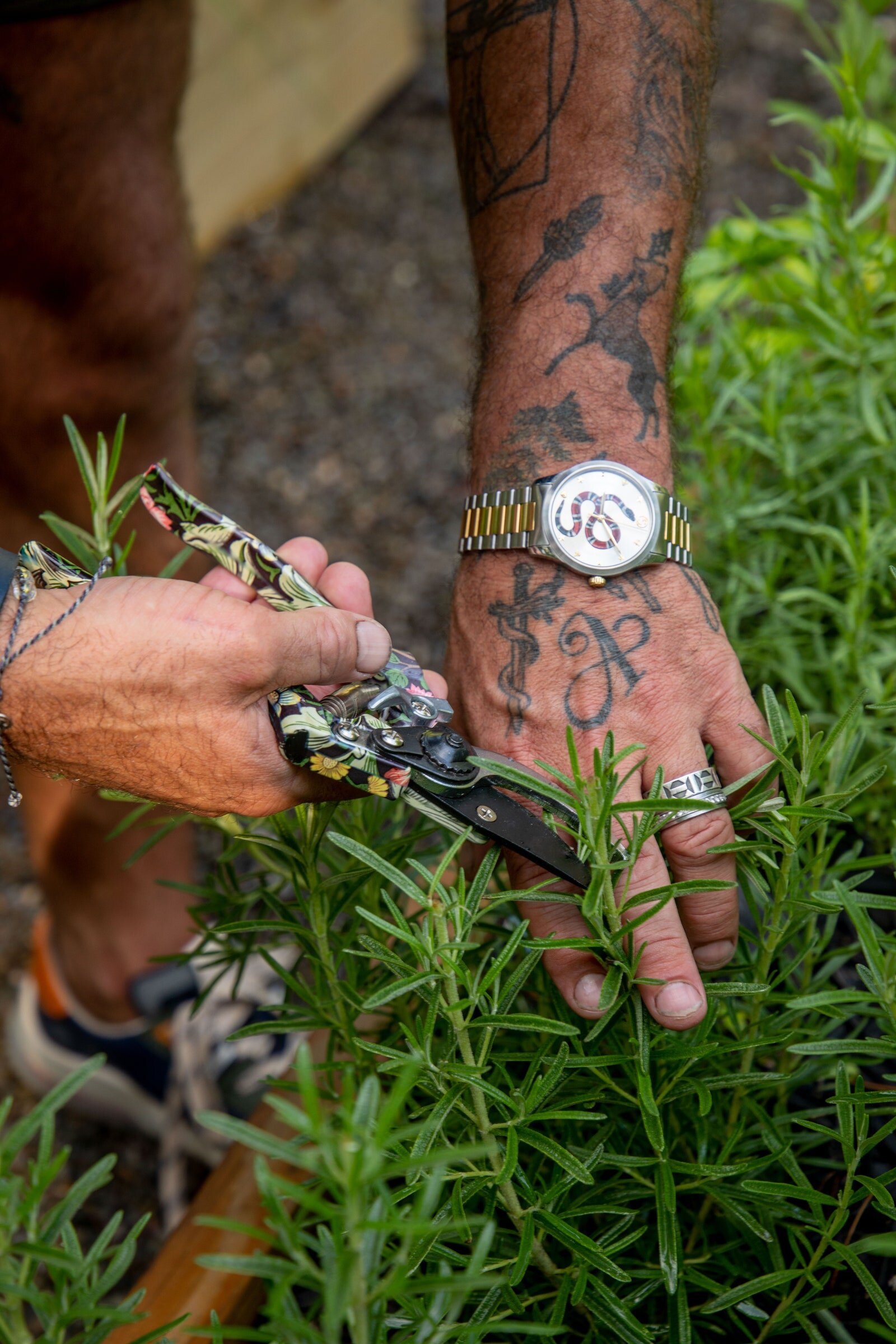 A person with tattoos on their arm and hand is using pruning shears to cut a green plant with narrow leaves.