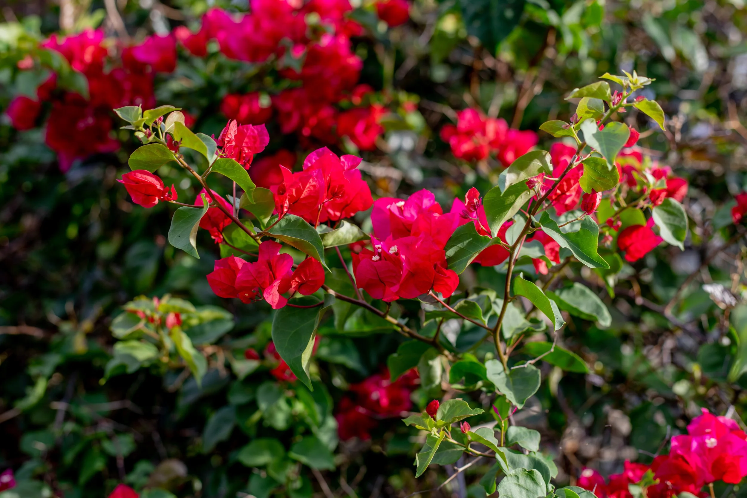 Full Review of the Canon EOS R50