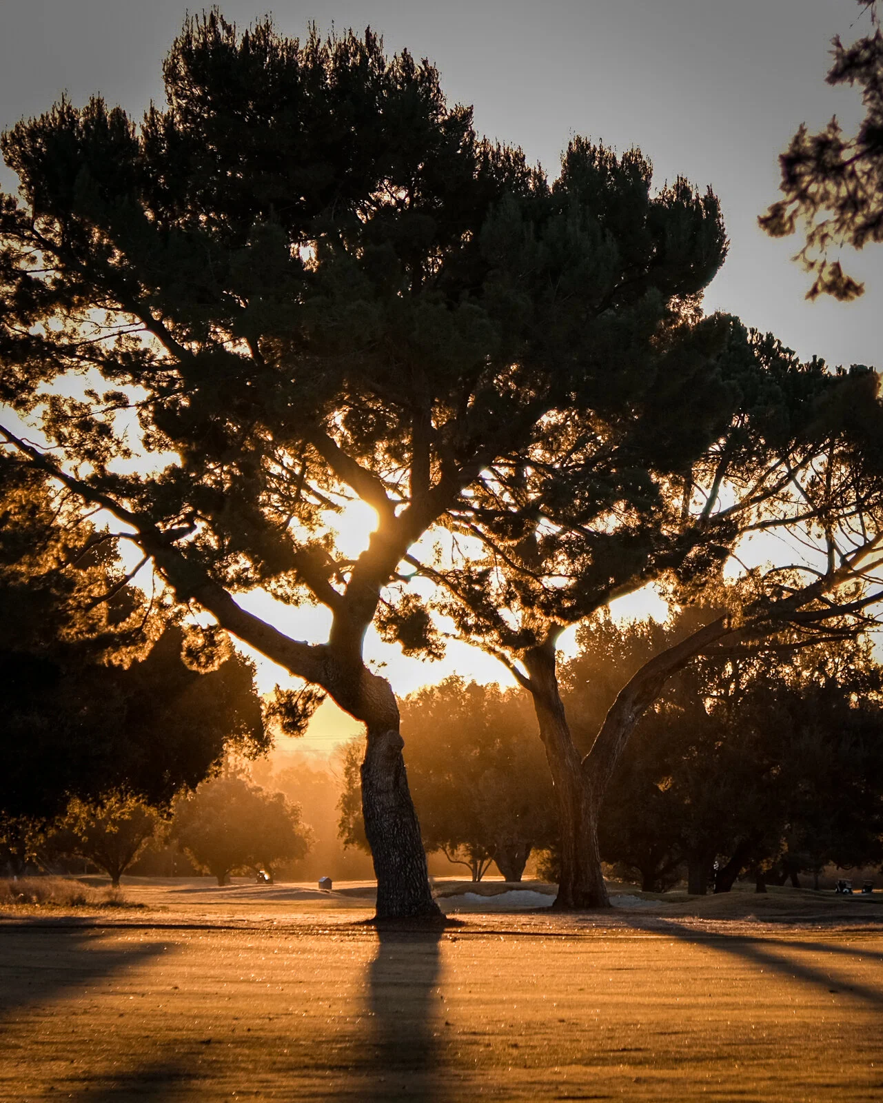 Soule Park Landscape.jpg
