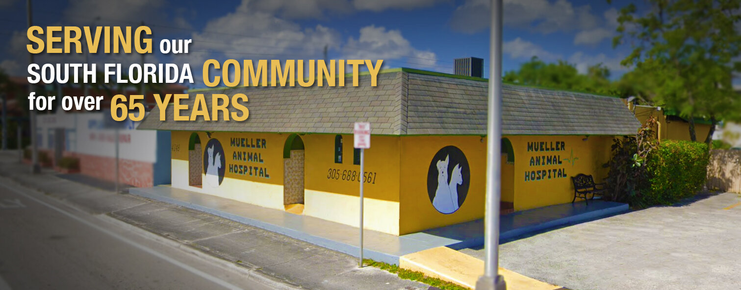 mueller's animal hospital