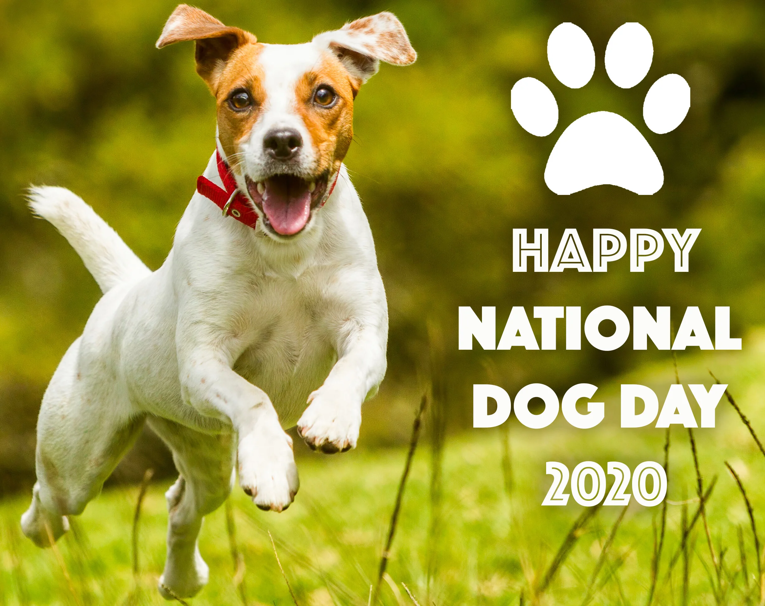 mueller's animal hospital