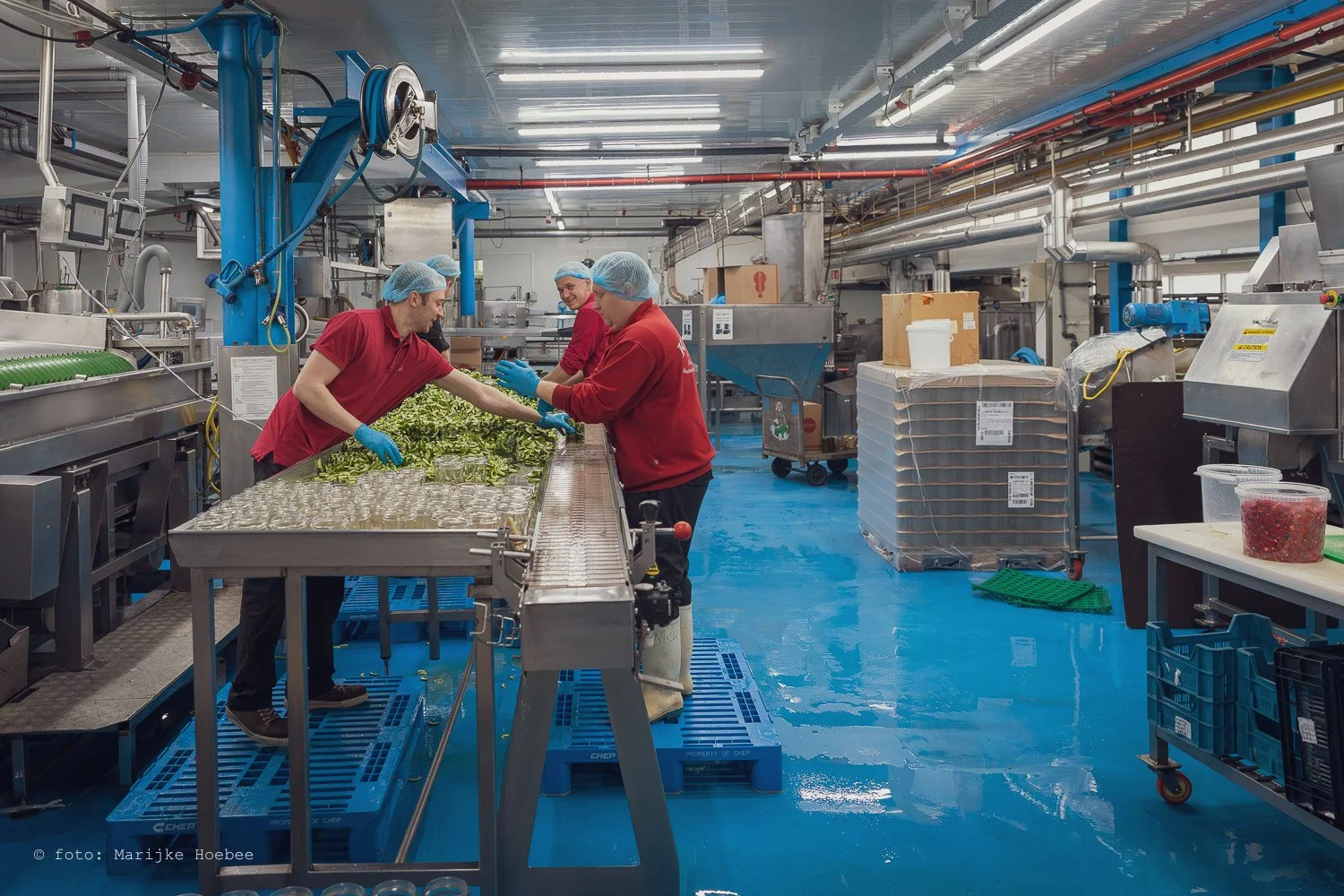 Mensen werken samen in een voedselverwerkingsfabriek, ze dragen haar-, Handschoenen en rode uniformen. Ze behandelen groene groenten op een lopende band, met industriële machines en verpakkingsmaterialen in de achtergrond.