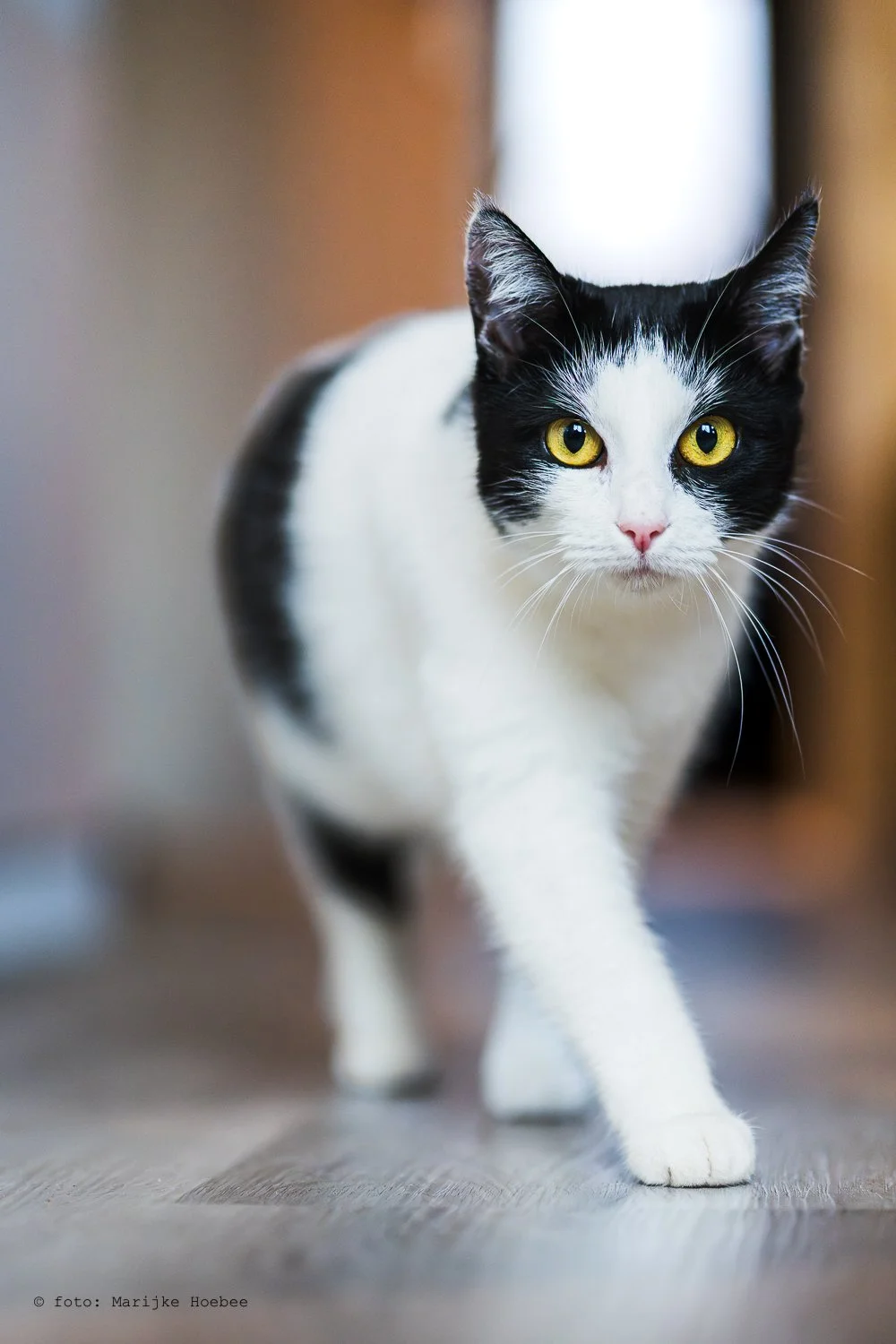 Dierenfotografie @marijkehoebee-3.jpg