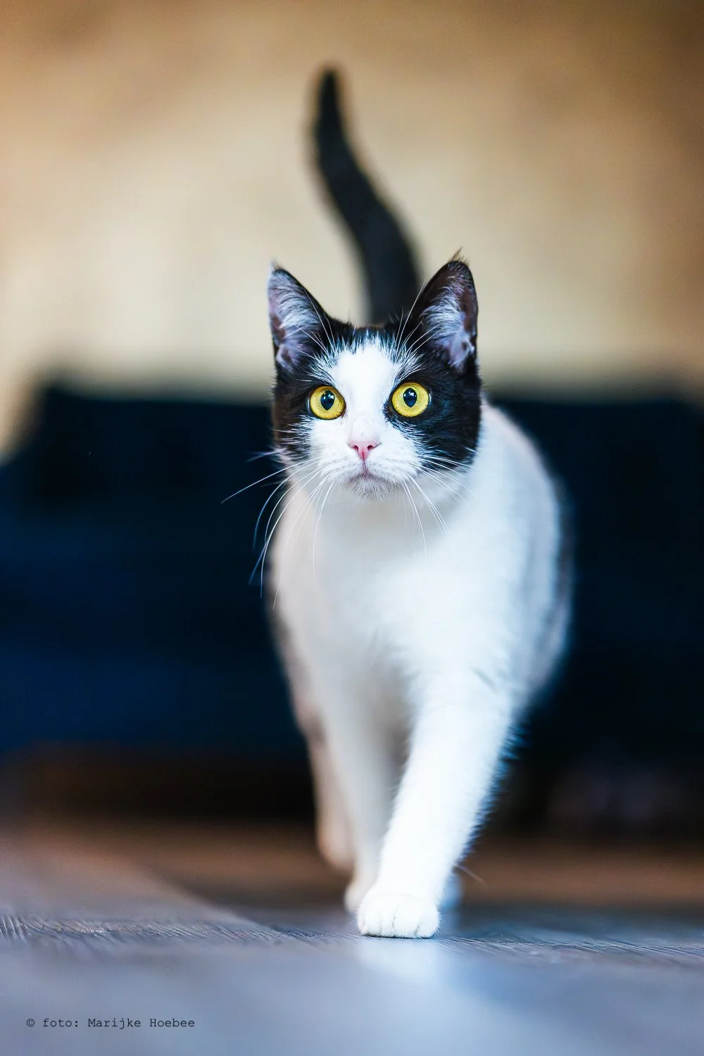 Dierenfotografie @marijkehoebee-2.jpg