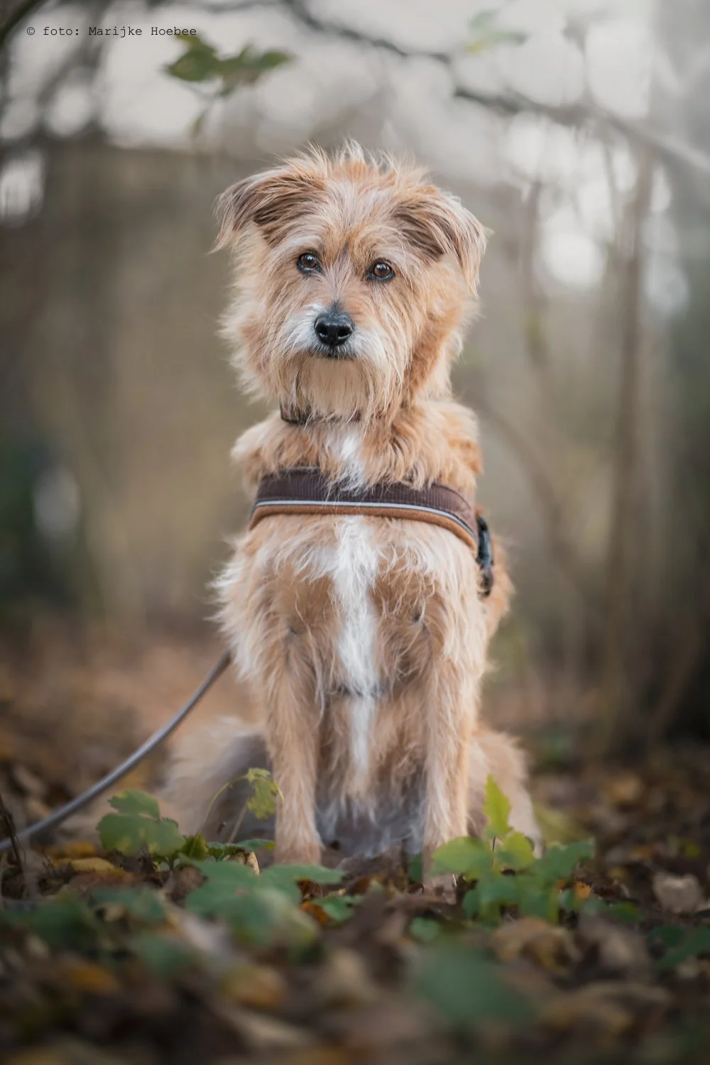 Dierenfotografie @marijkehoebee-4.jpg