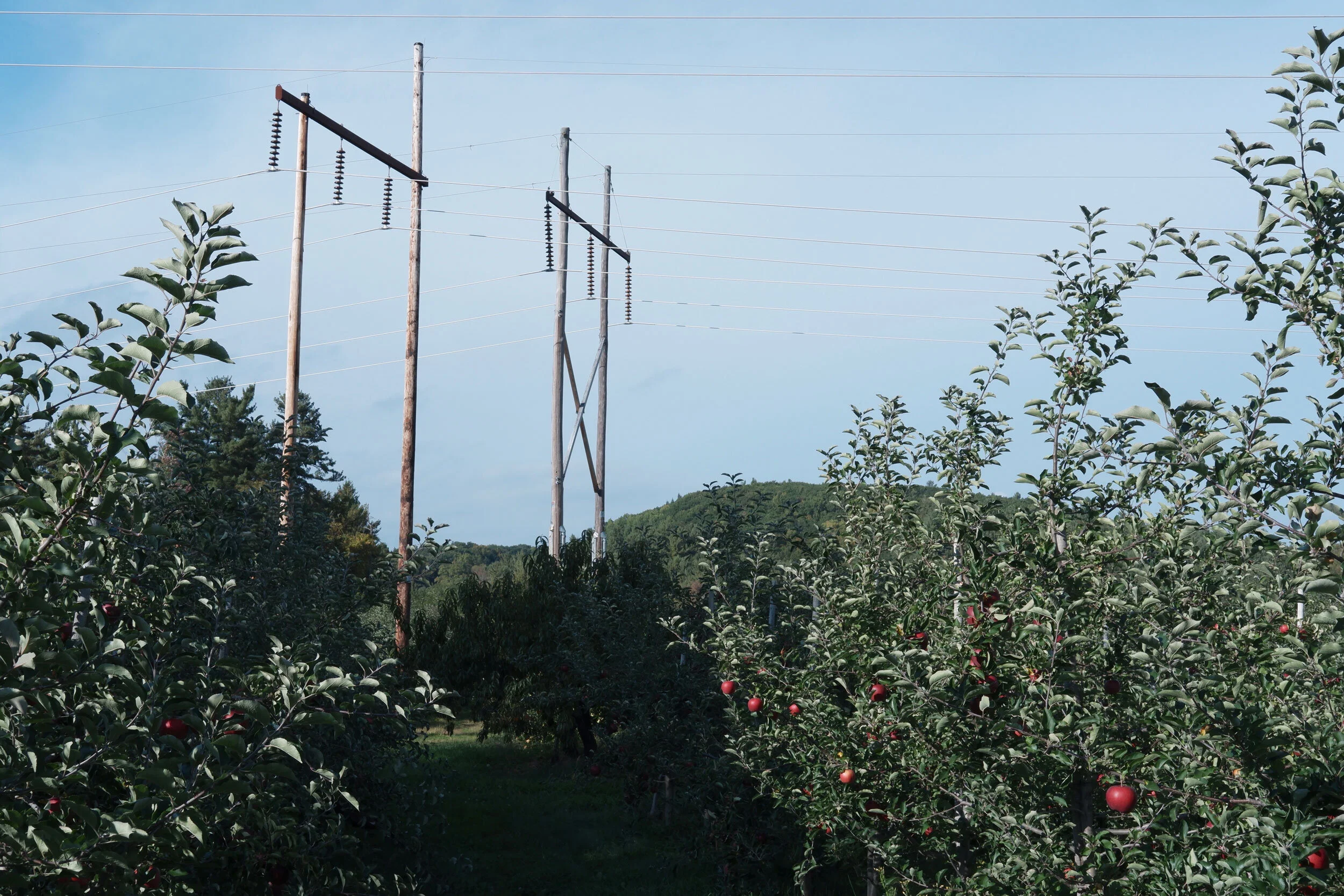 artifact-cider-orchard.jpg