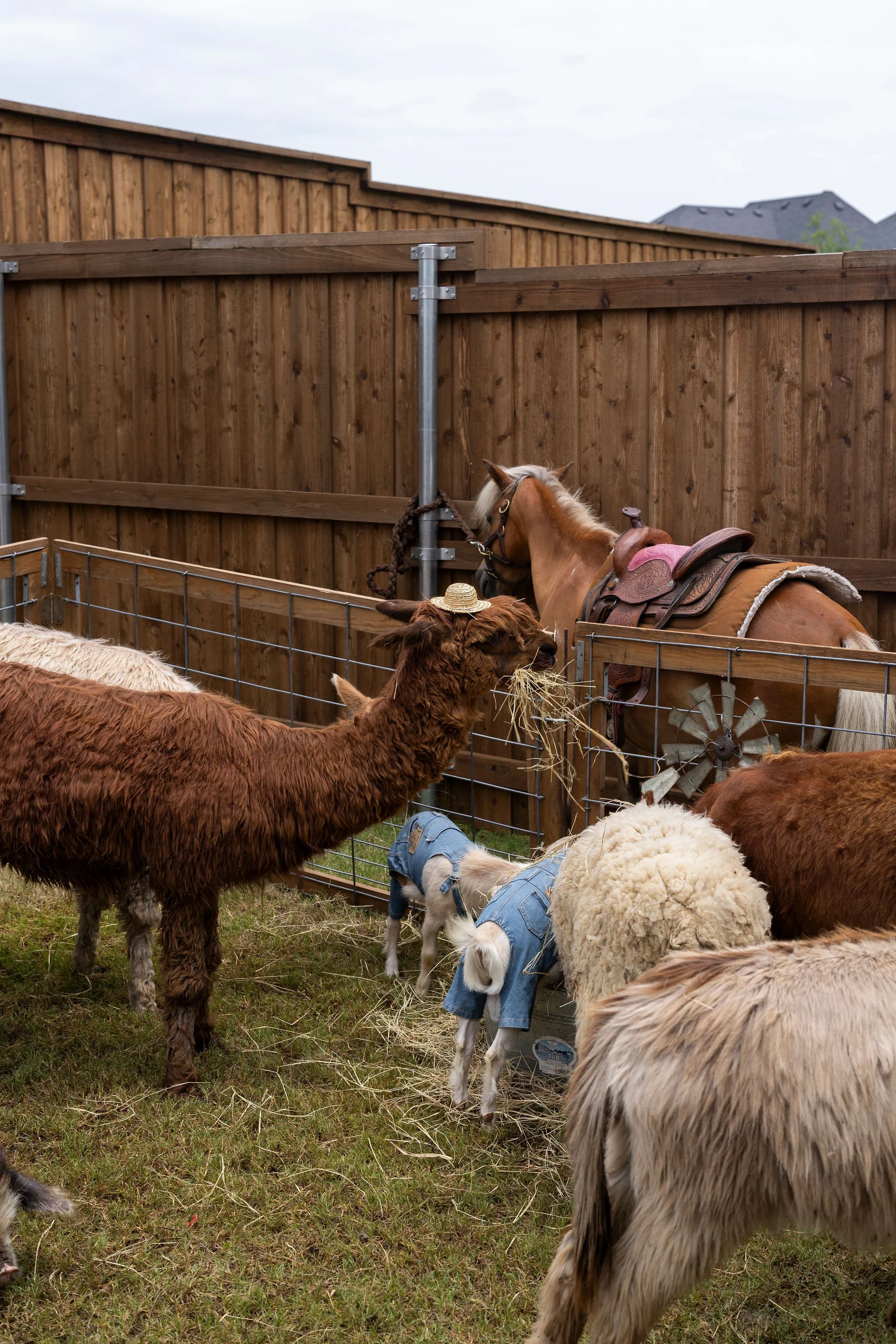 A fenced area with several sheep, some wearing clothing, and a brown horse with a saddle and bridle in the background near a wooden fence.