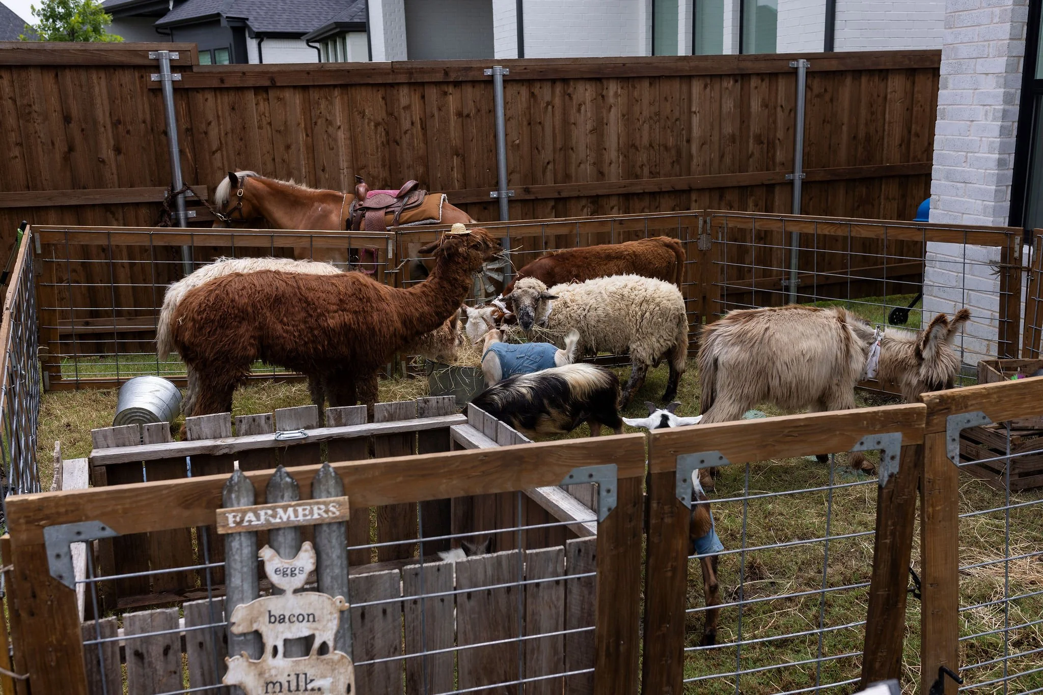 A fenced backyard area with several goats and a horse, some with clothes and accessories, against a backdrop of houses and a wooden fence.
