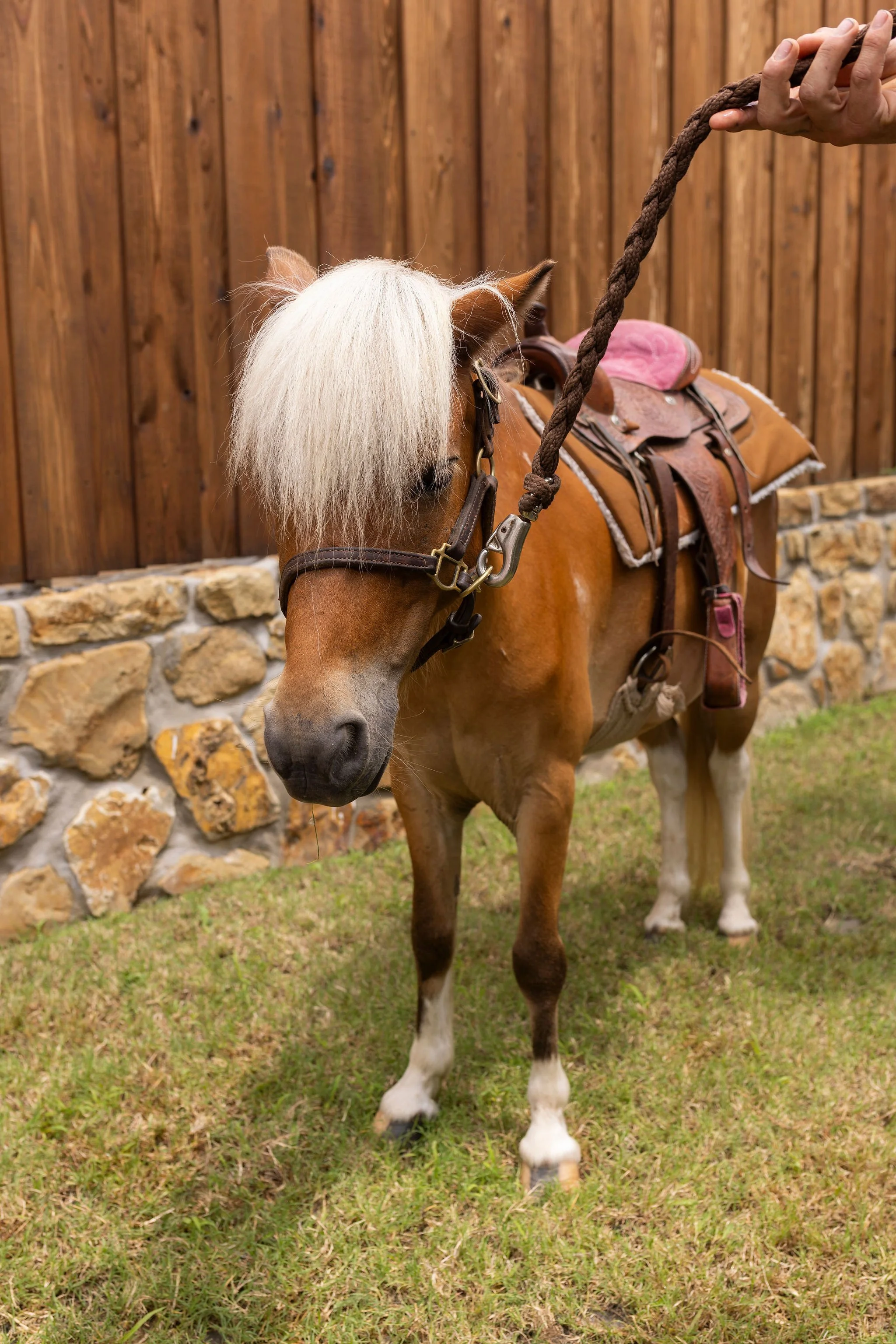 A small brown horse with a white mane standing on grass in front of a wooden fence. The horse is saddled with a pink saddle pad and has a lead rope attached to its bridle. The background includes a stone wall and a wooden fence.