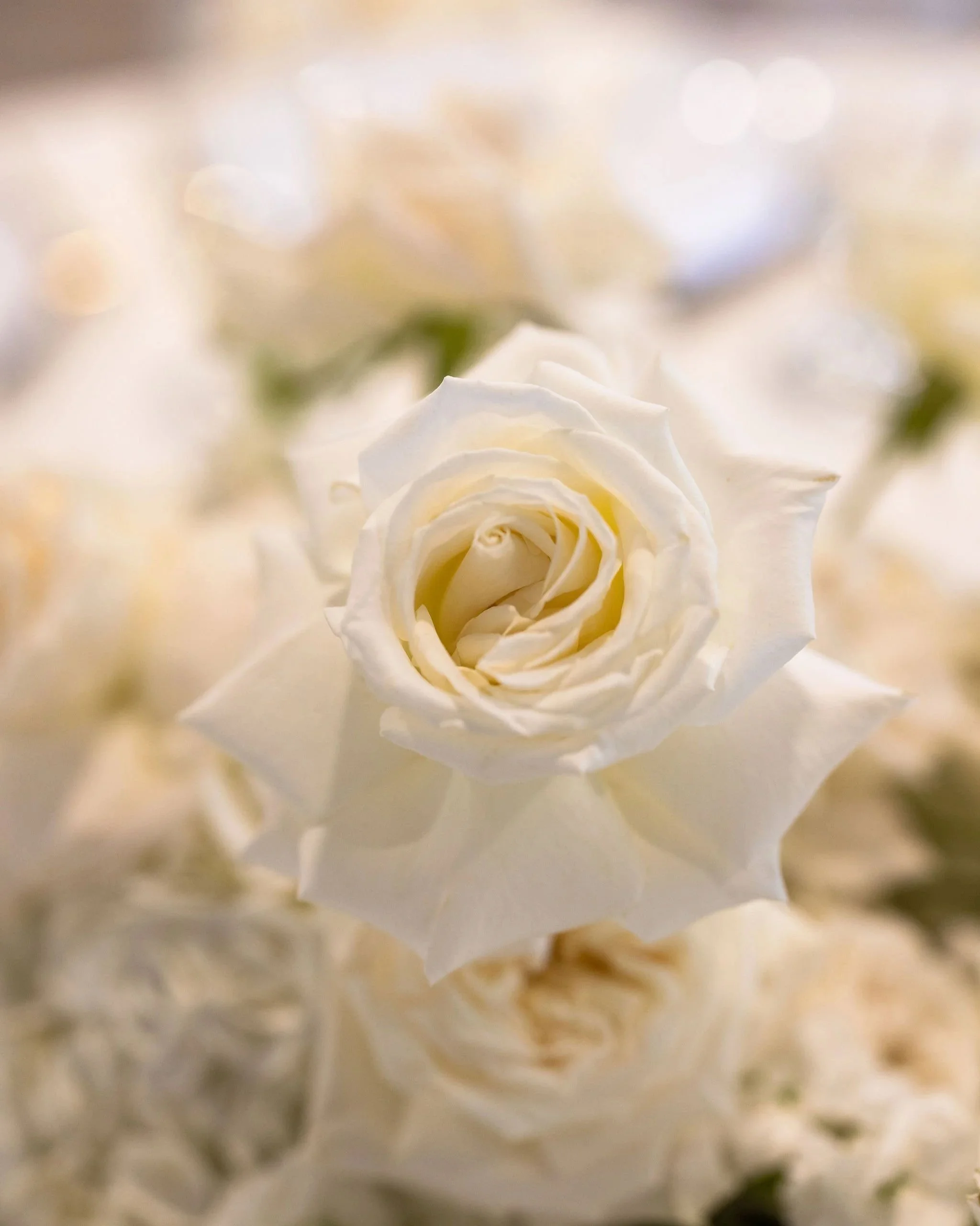 Close-up of a white rose with a blurred background of other white roses and greenery.