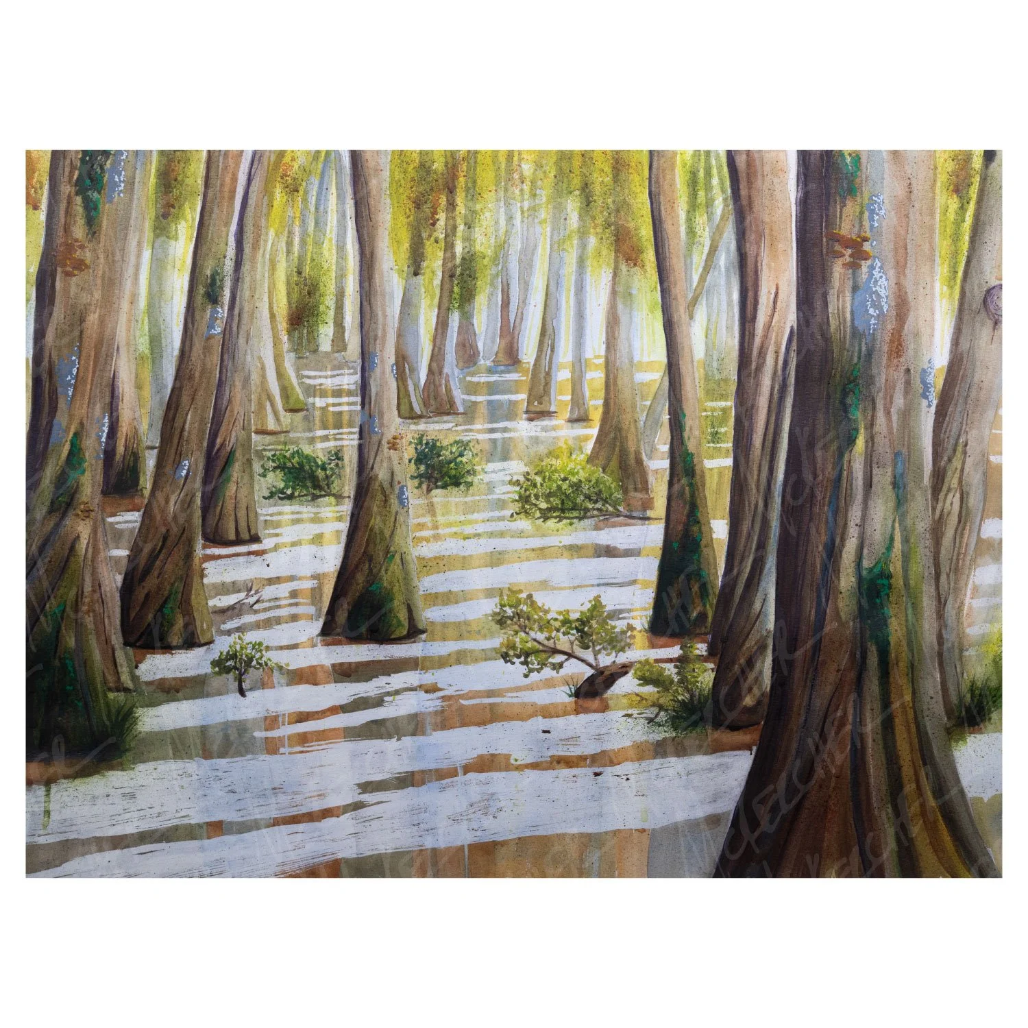 Bald Cypress Swamp 11"x14" Print
