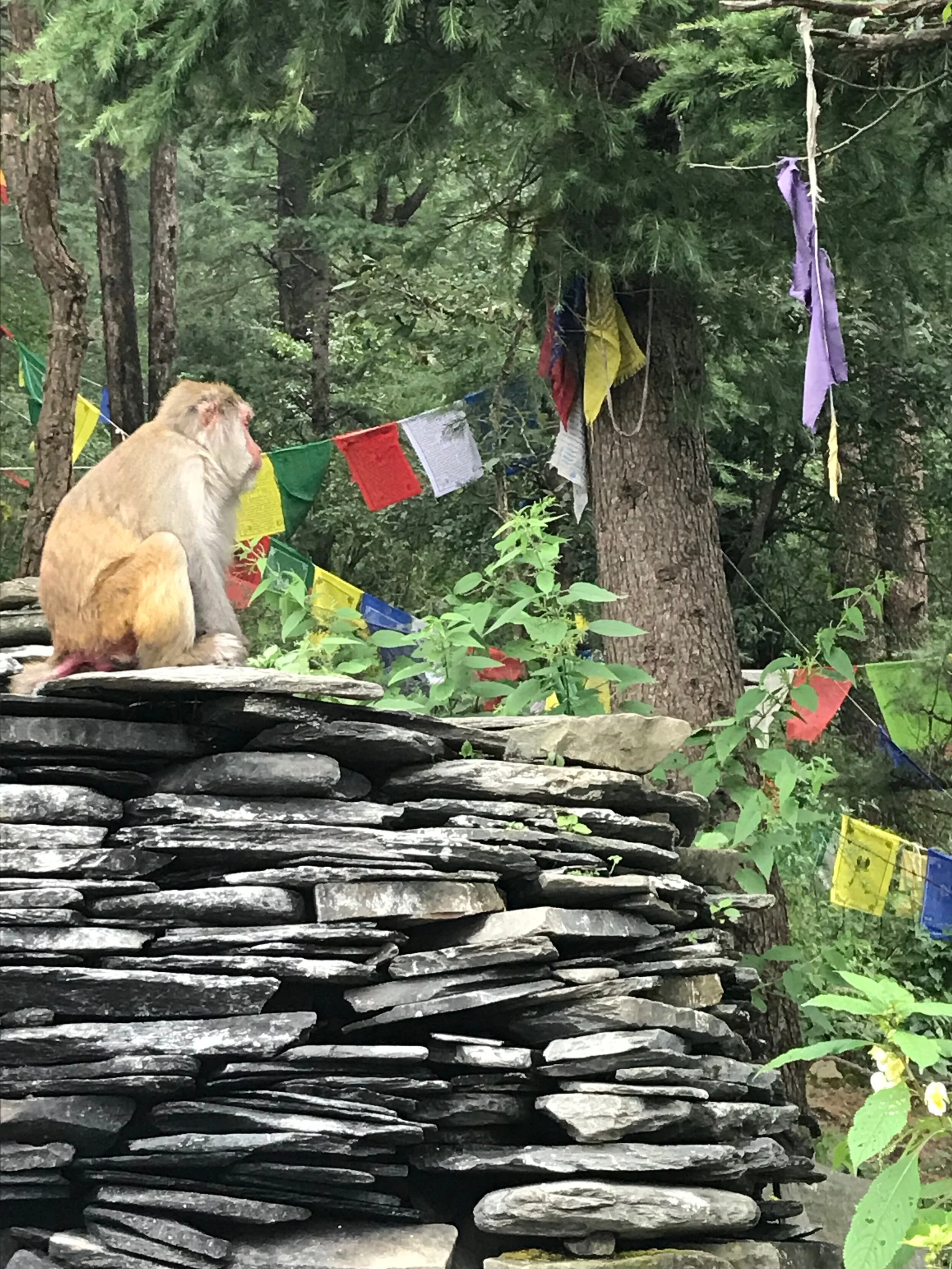 McLeodganj