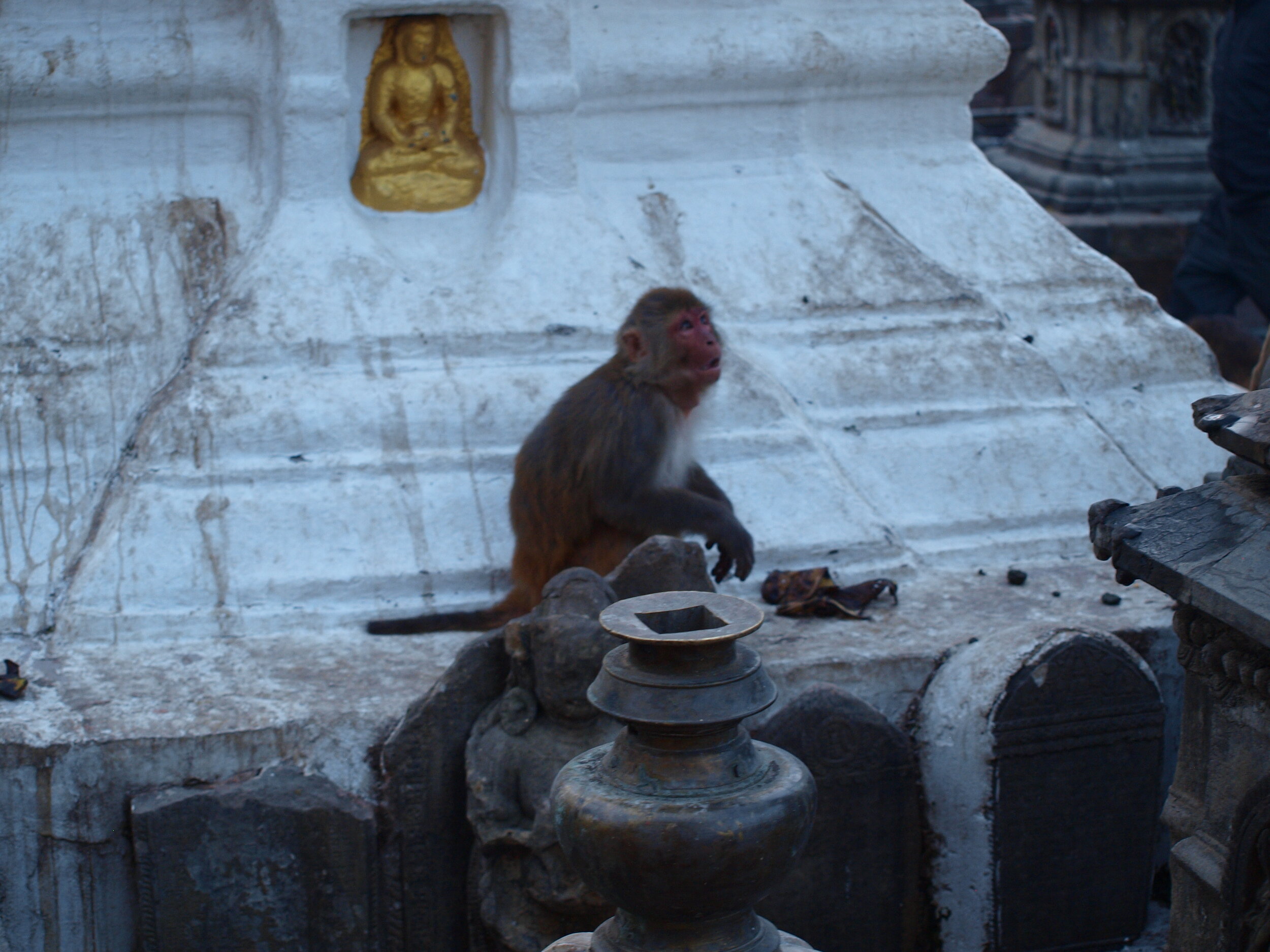 Monkeys in the early morning.