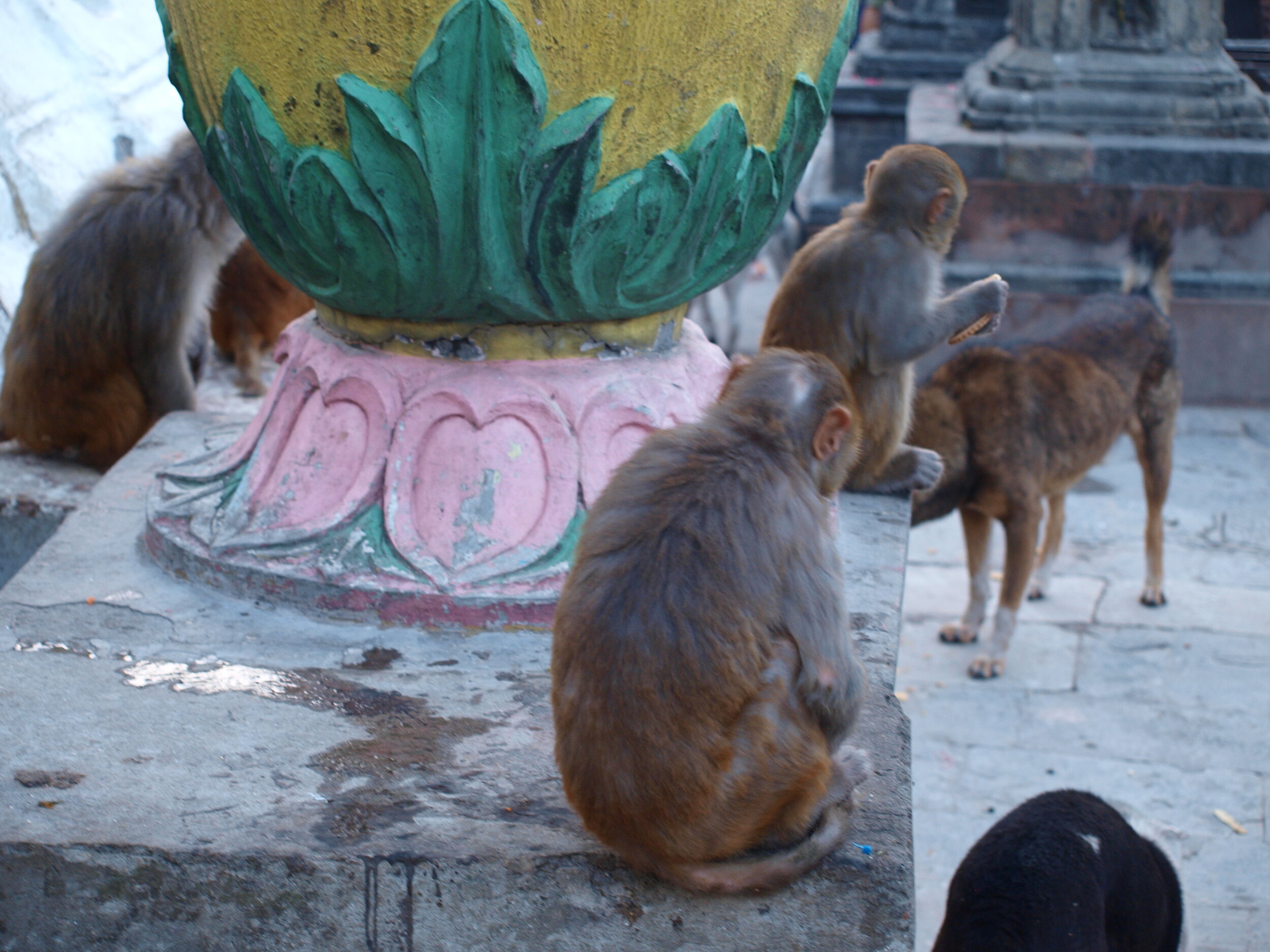 Monkeys.