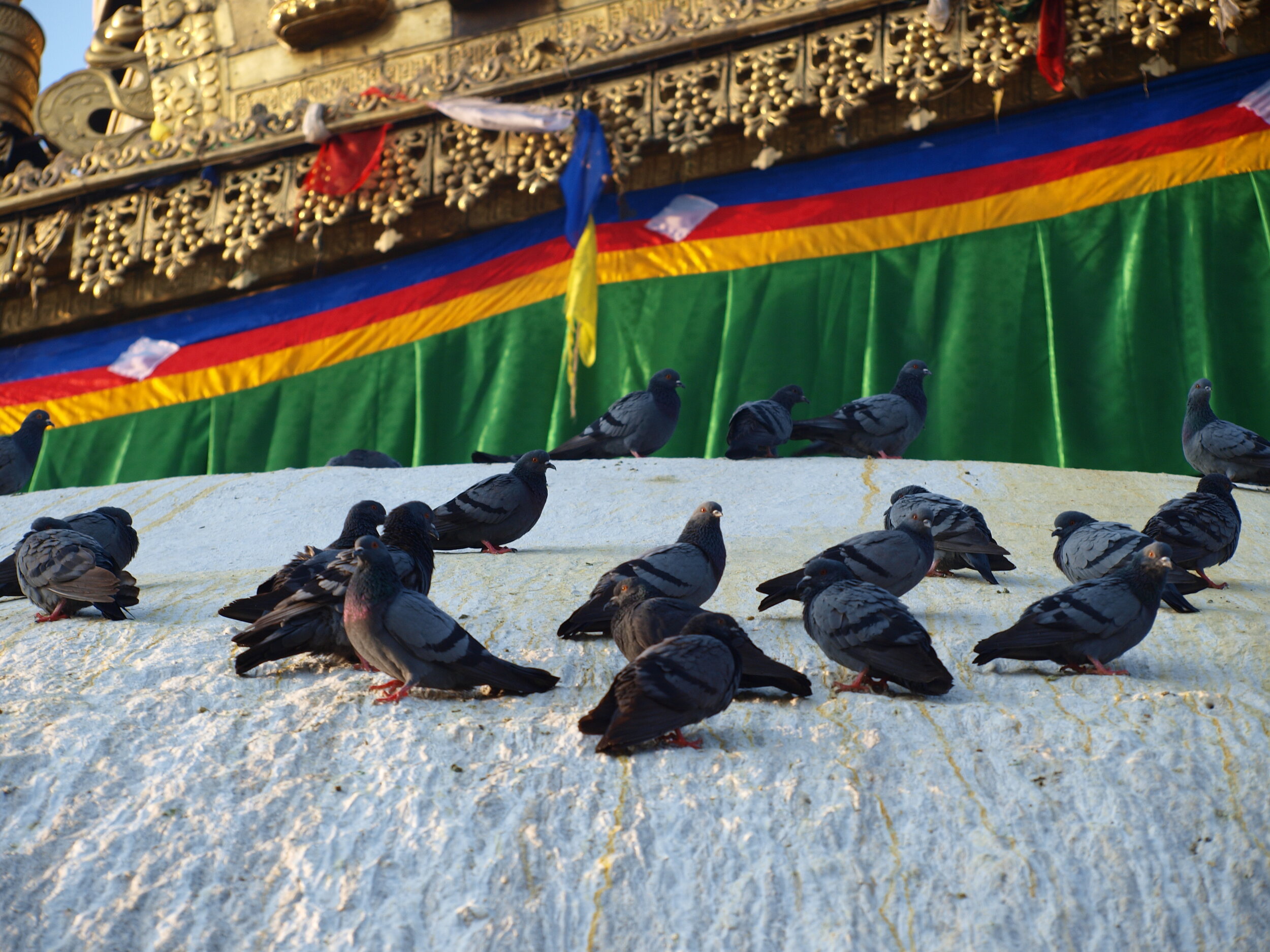 Pigeons on Swayambhunath.